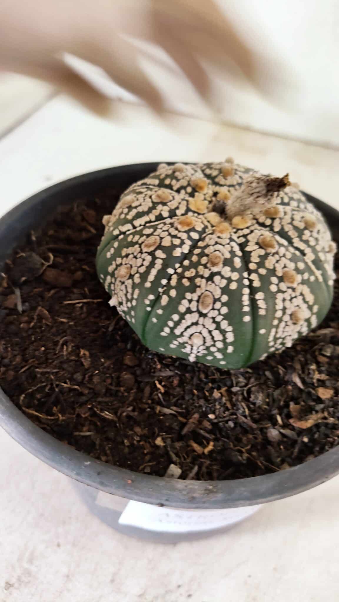 MATRIZ ASTROPHYTUM ASTERIAS SUPER KABUTO  Nº 411 - vaso 15 - foto 7