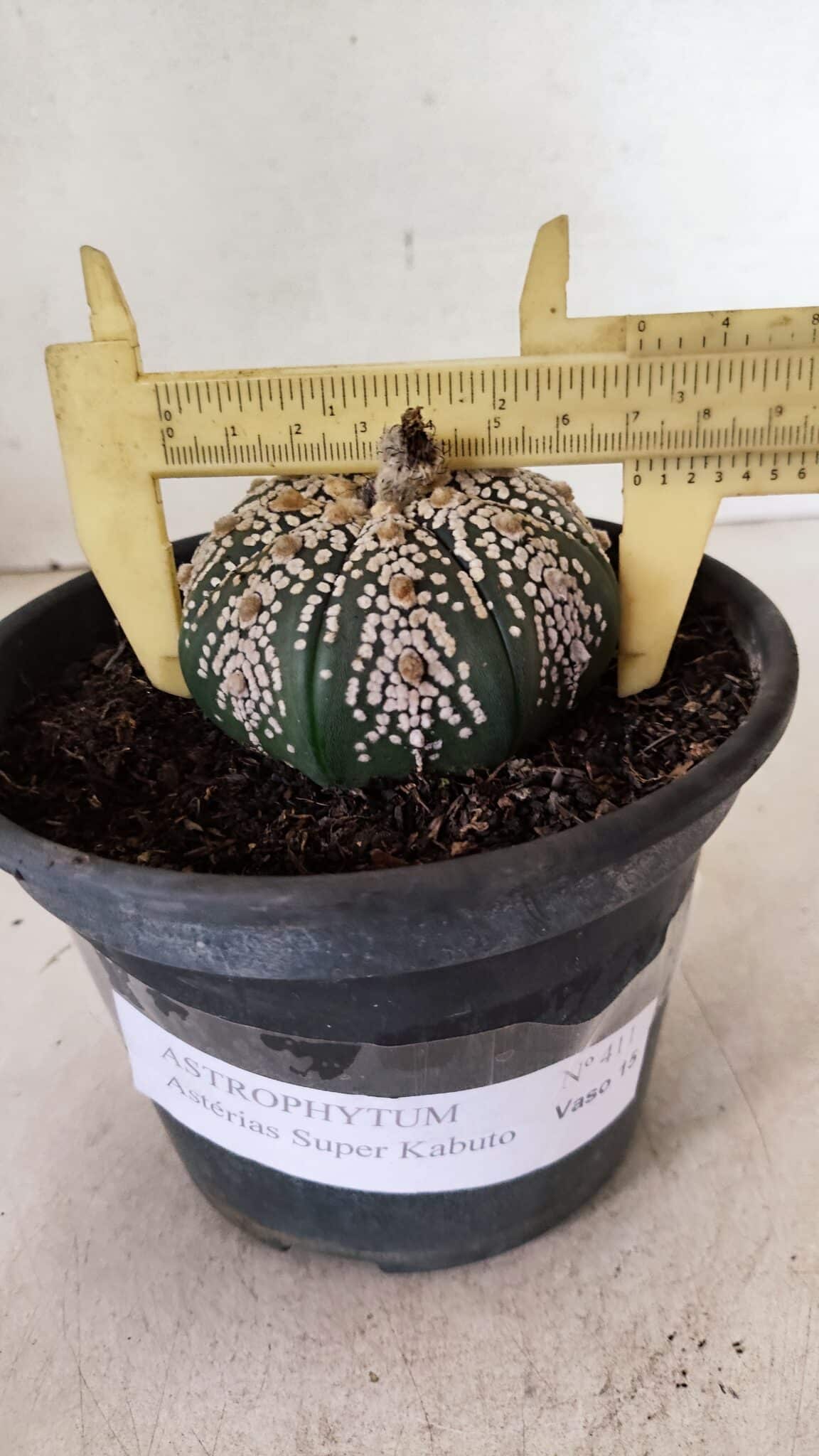 MATRIZ ASTROPHYTUM ASTERIAS SUPER KABUTO  Nº 411 - vaso 15 - foto 4