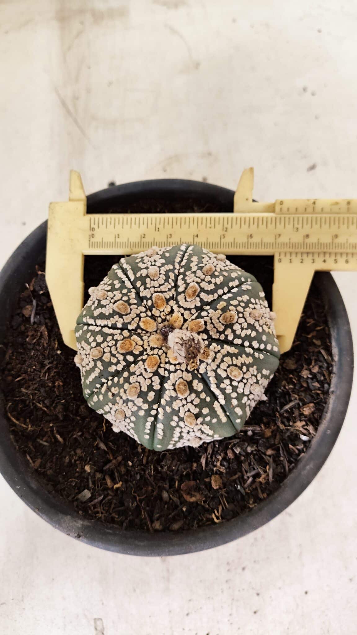 MATRIZ ASTROPHYTUM ASTERIAS SUPER KABUTO  Nº 411 - vaso 15 - foto 5