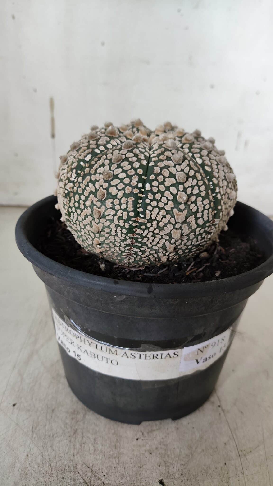 ASTROPHYTUM ASTERIAS SUPER KABUTO Nº 918 – vaso 15