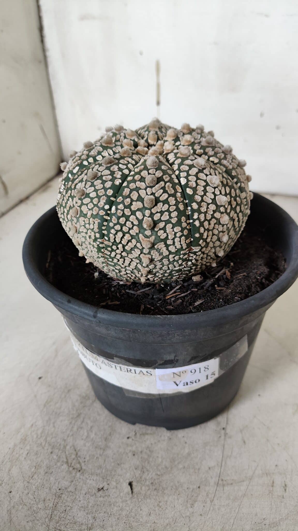ASTROPHYTUM ASTERIAS SUPER KABUTO Nº 918 – vaso 15
