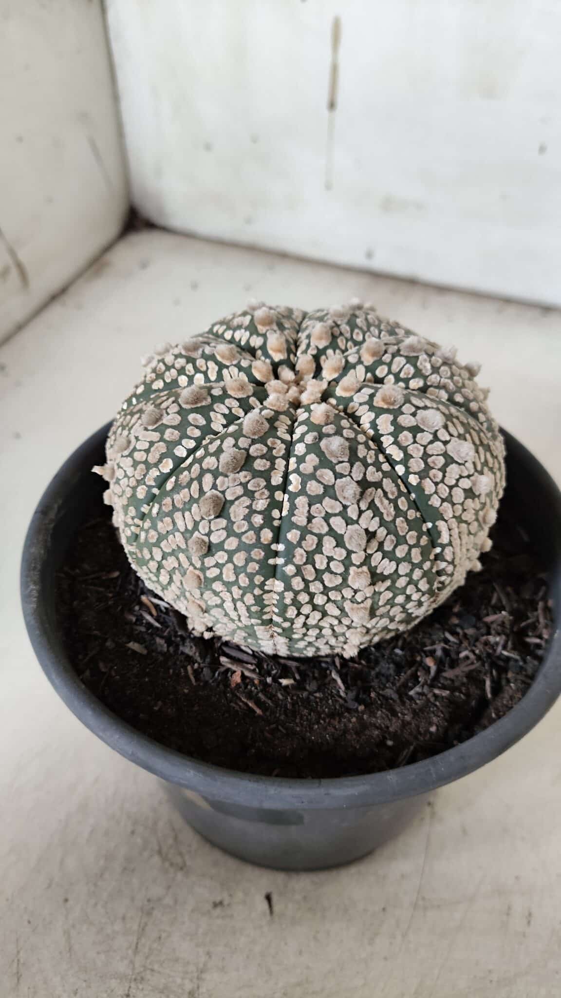 ASTROPHYTUM ASTERIAS SUPER KABUTO Nº 918 – vaso 15