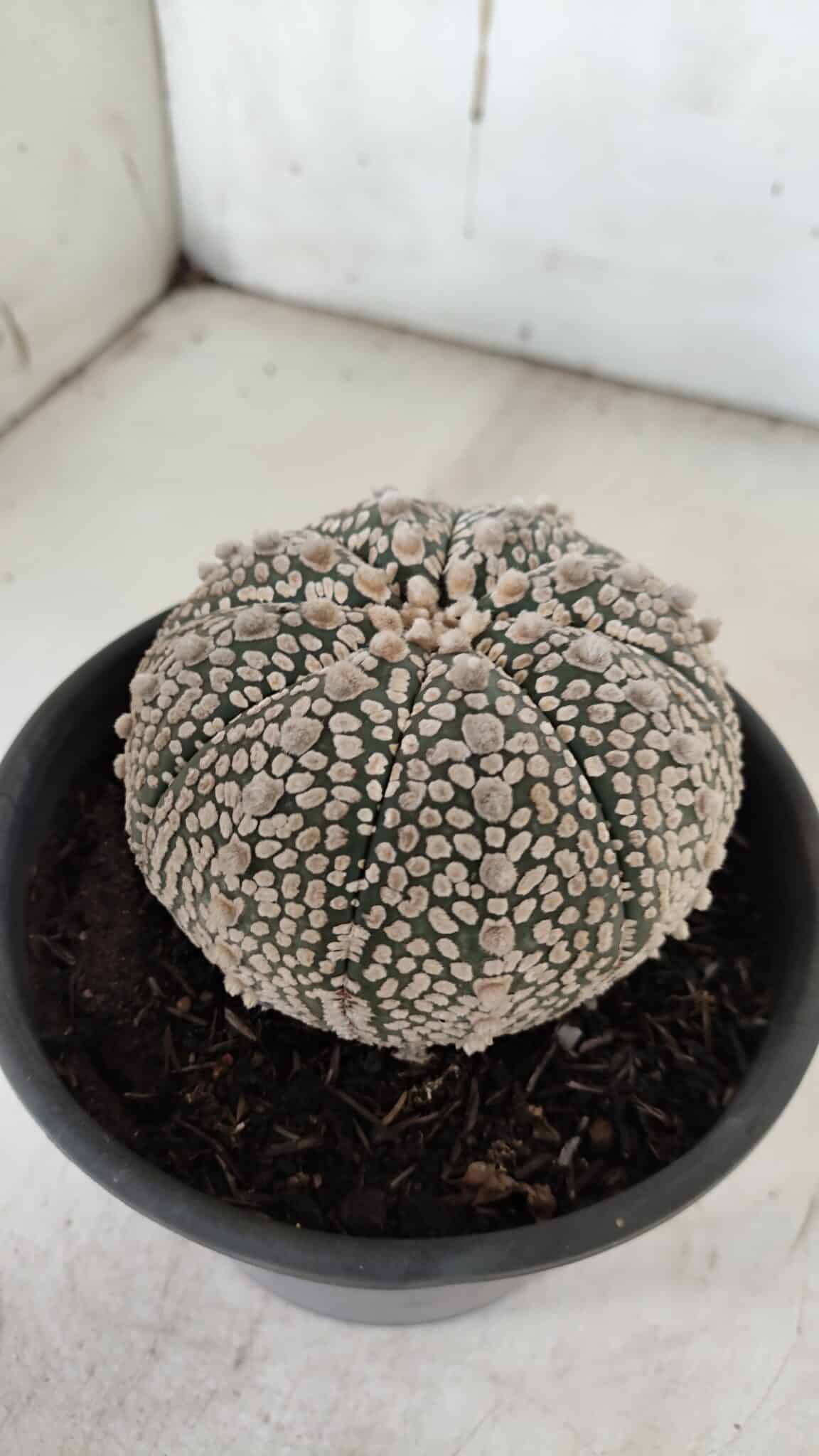 ASTROPHYTUM ASTERIAS SUPER KABUTO Nº 918 – vaso 15