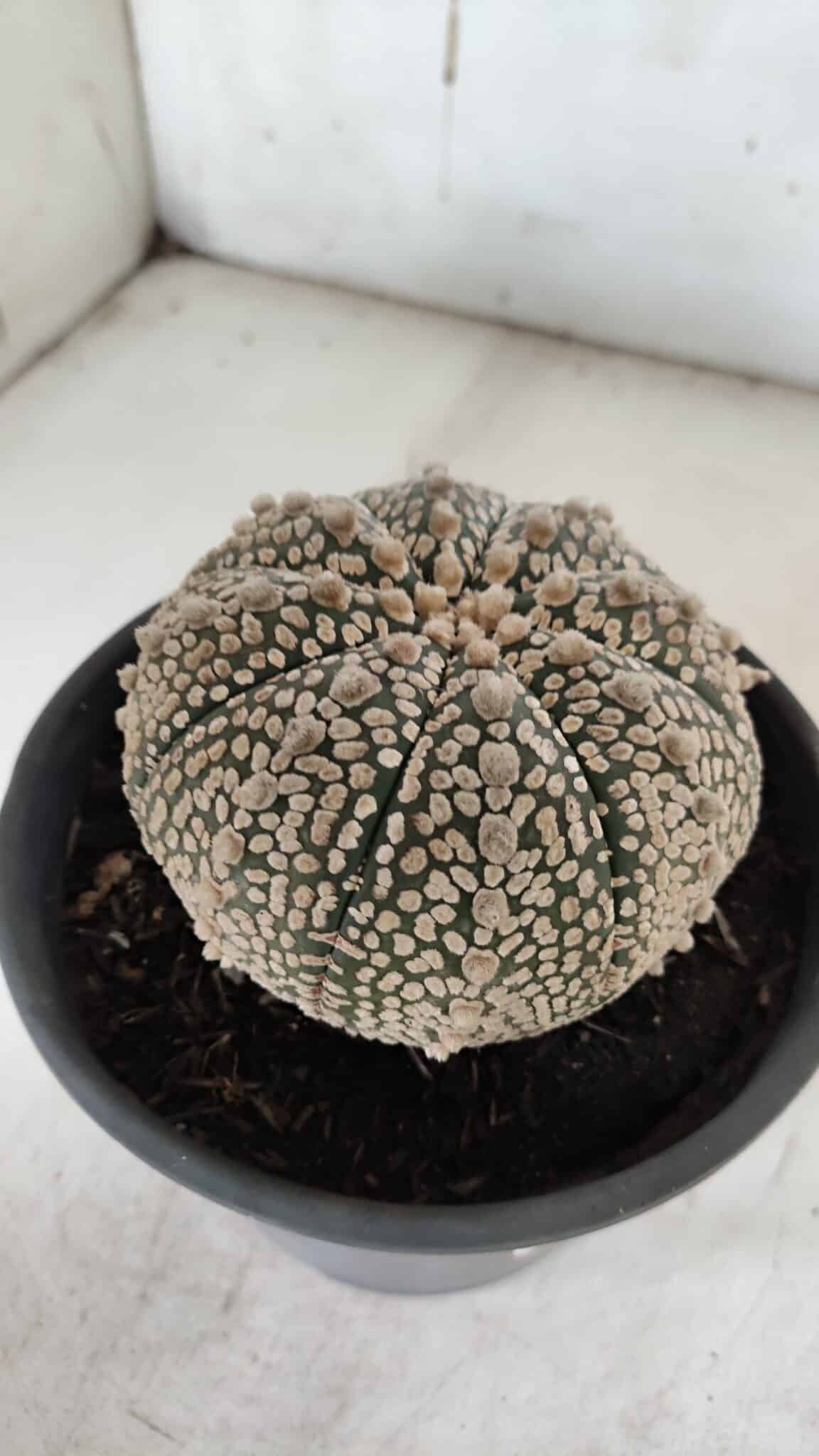 ASTROPHYTUM ASTERIAS SUPER KABUTO Nº 918 – vaso 15