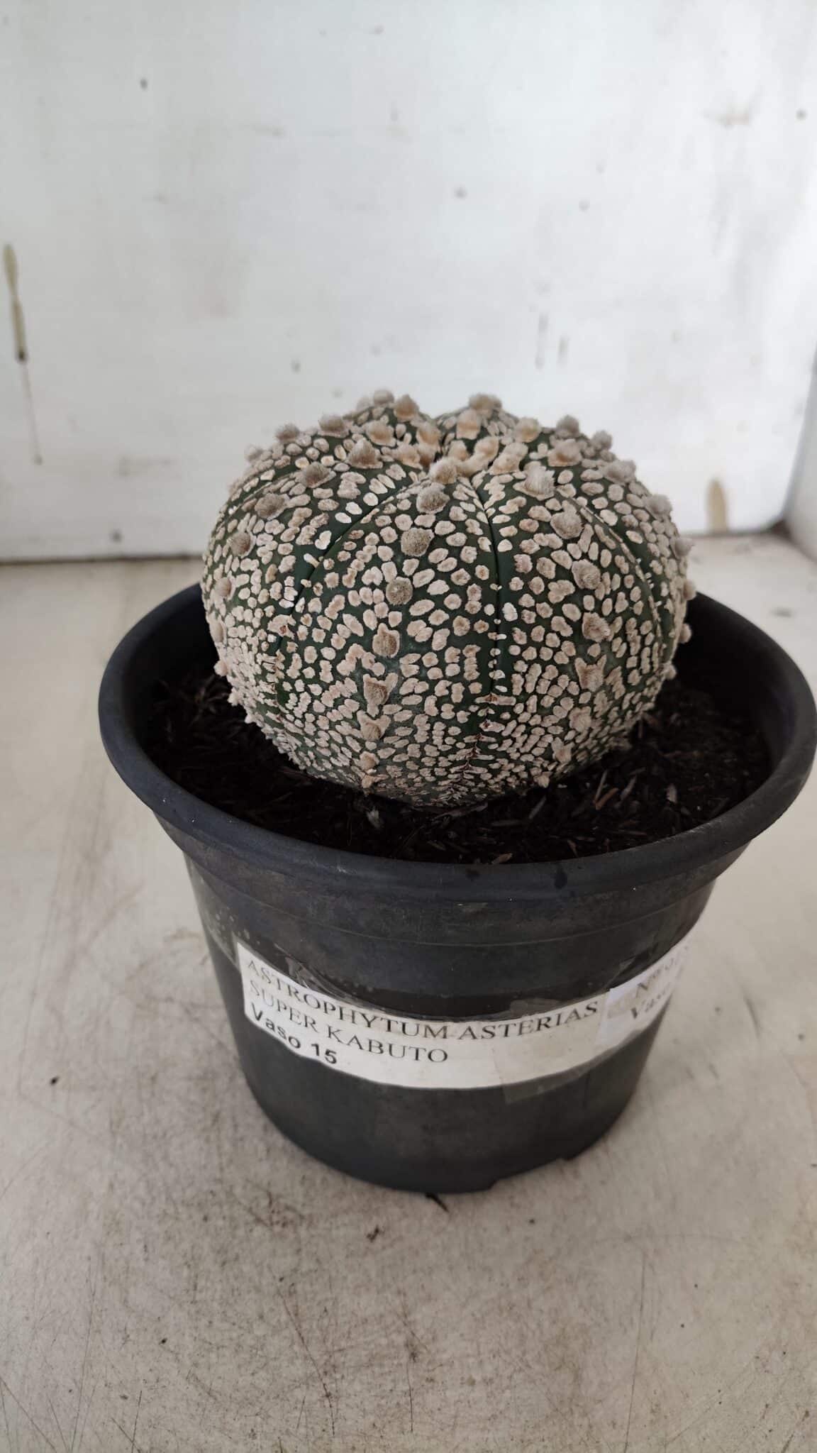ASTROPHYTUM ASTERIAS SUPER KABUTO Nº 918 – vaso 15