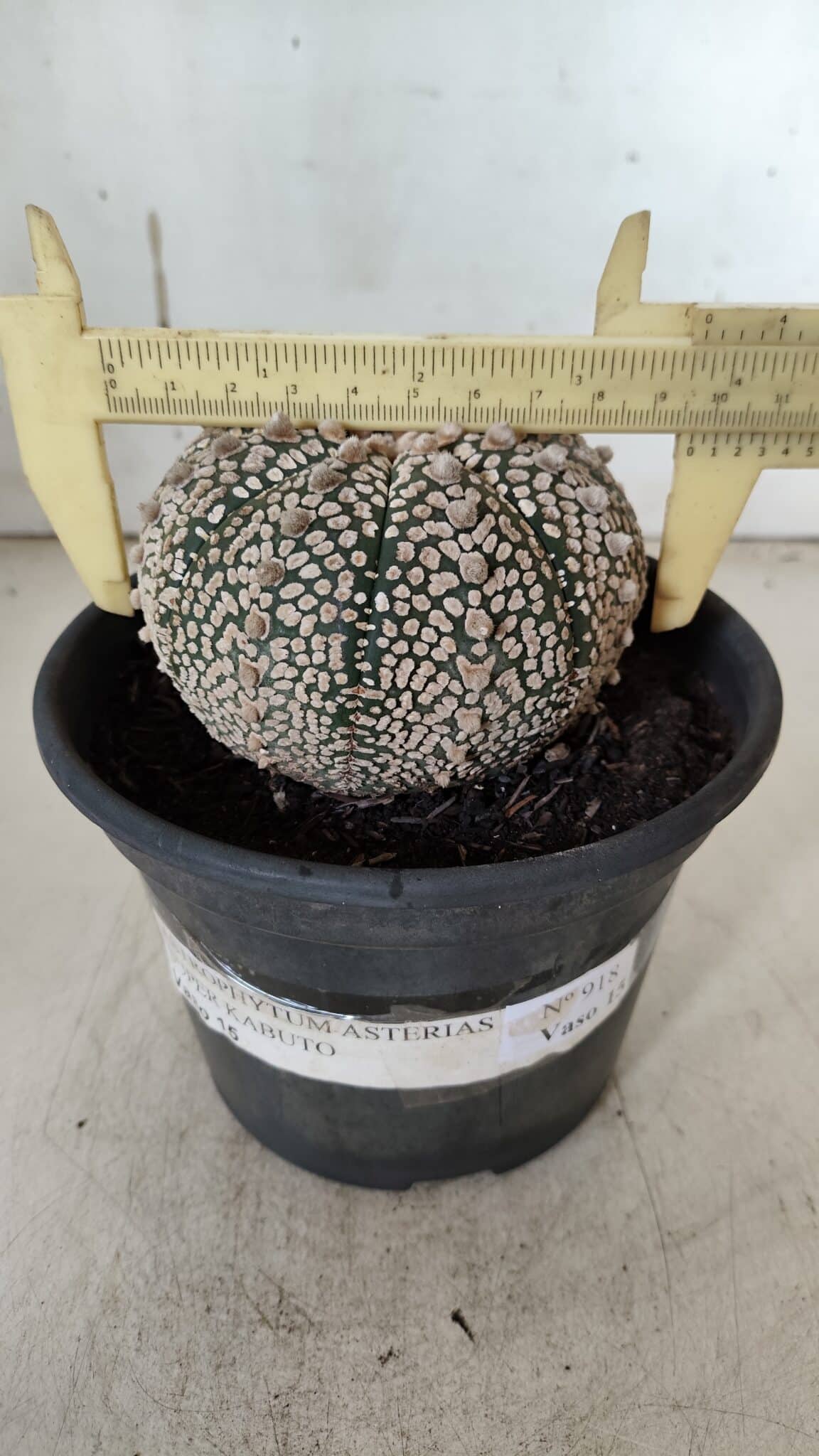 ASTROPHYTUM ASTERIAS SUPER KABUTO Nº 918 – vaso 15