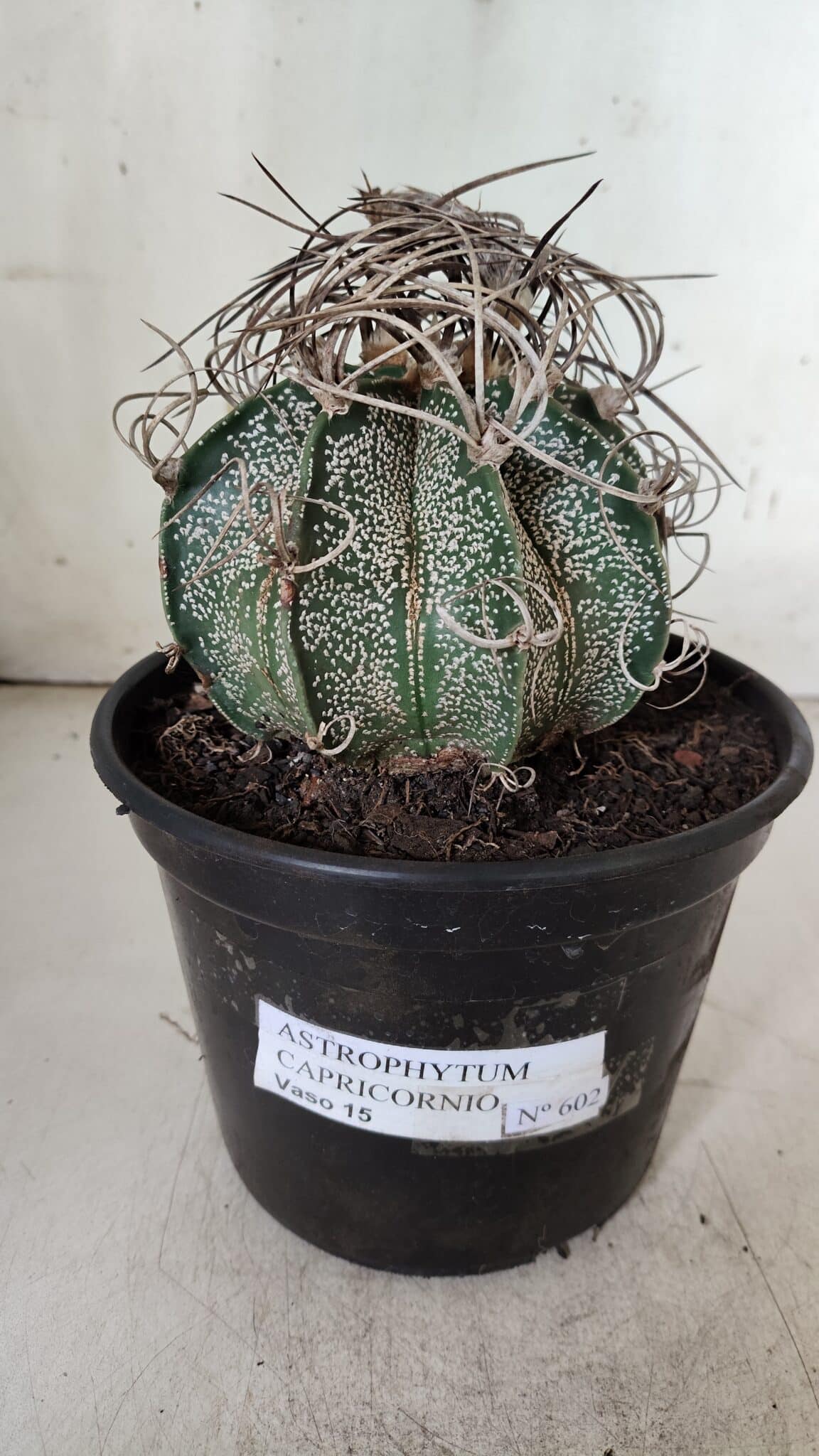 ASTROPHYTUM CAPRICÓRNIO Nº 602 – vaso 15