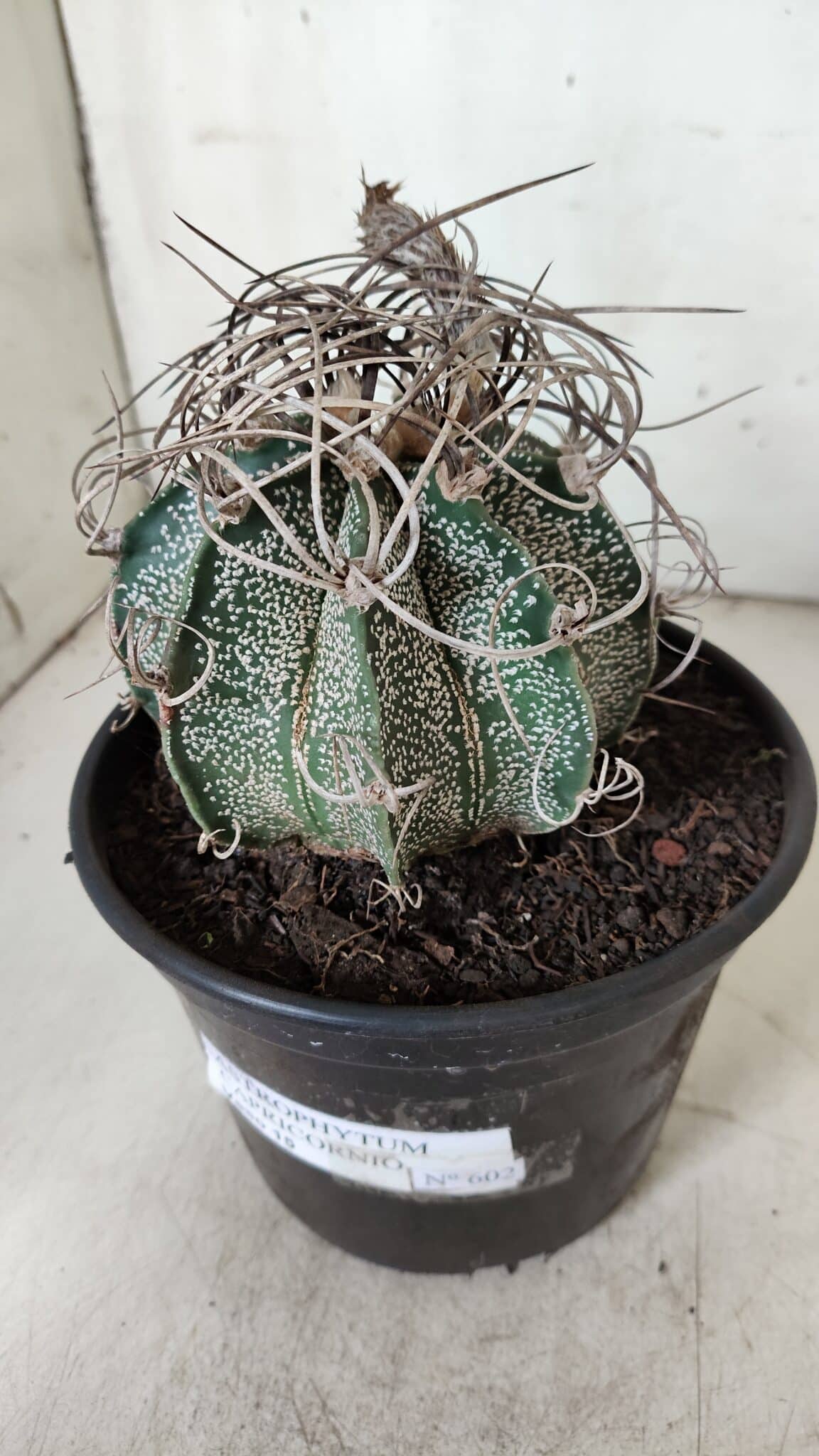ASTROPHYTUM CAPRICÓRNIO Nº 602 – vaso 15