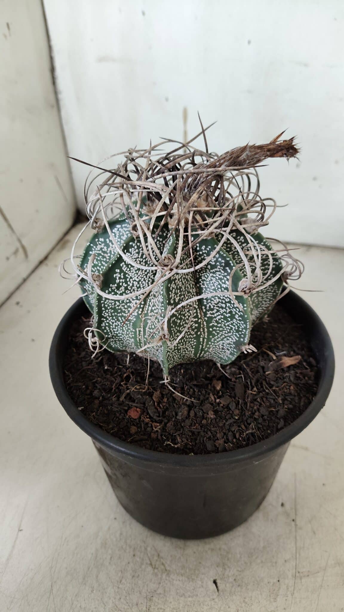 ASTROPHYTUM CAPRICÓRNIO Nº 602 – vaso 15