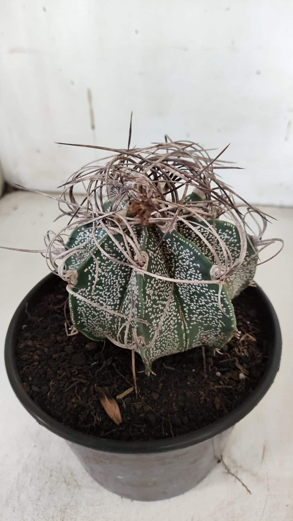 ASTROPHYTUM CAPRICÓRNIO Nº 602 – vaso 15