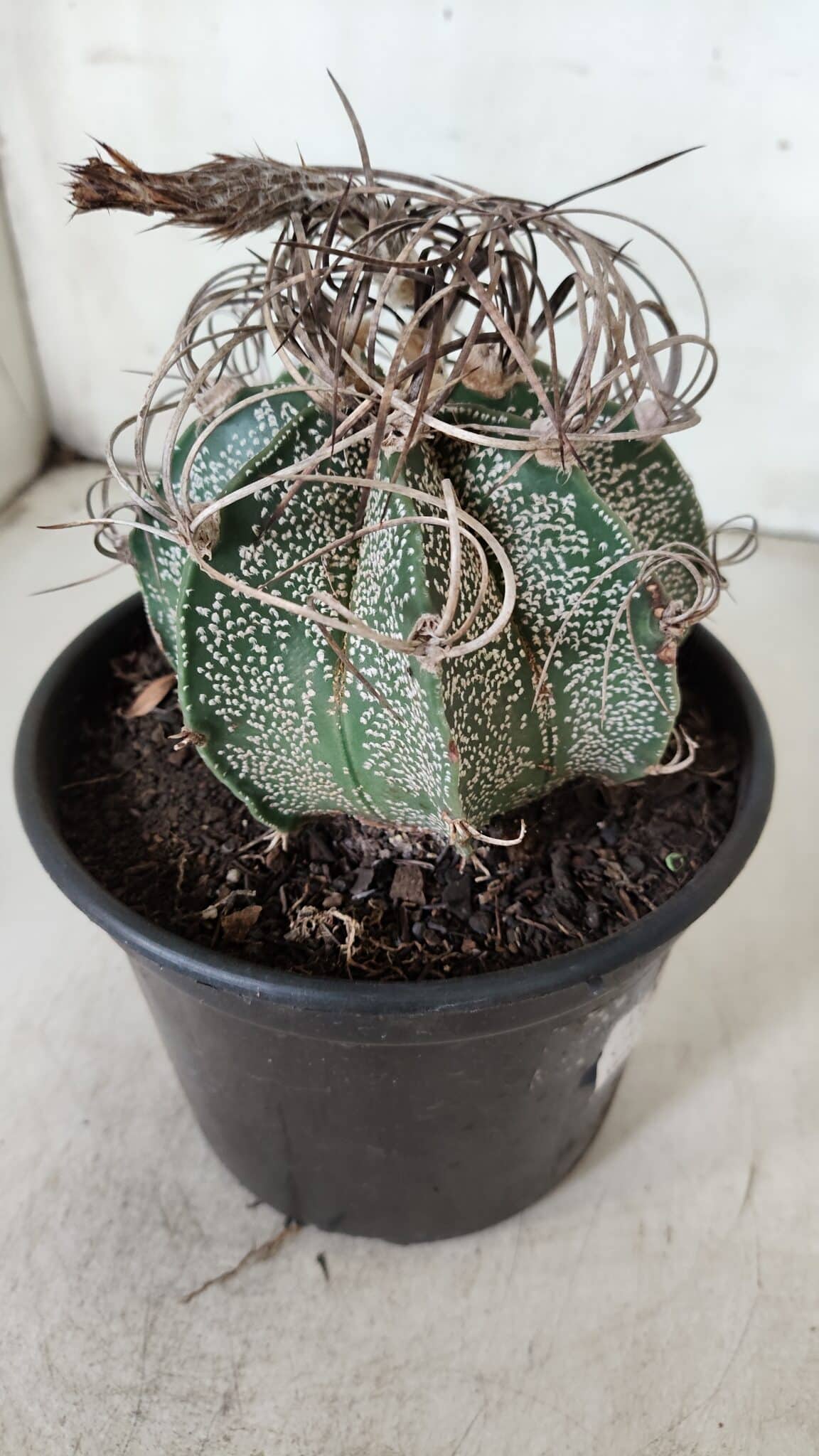 ASTROPHYTUM CAPRICÓRNIO Nº 602 – vaso 15