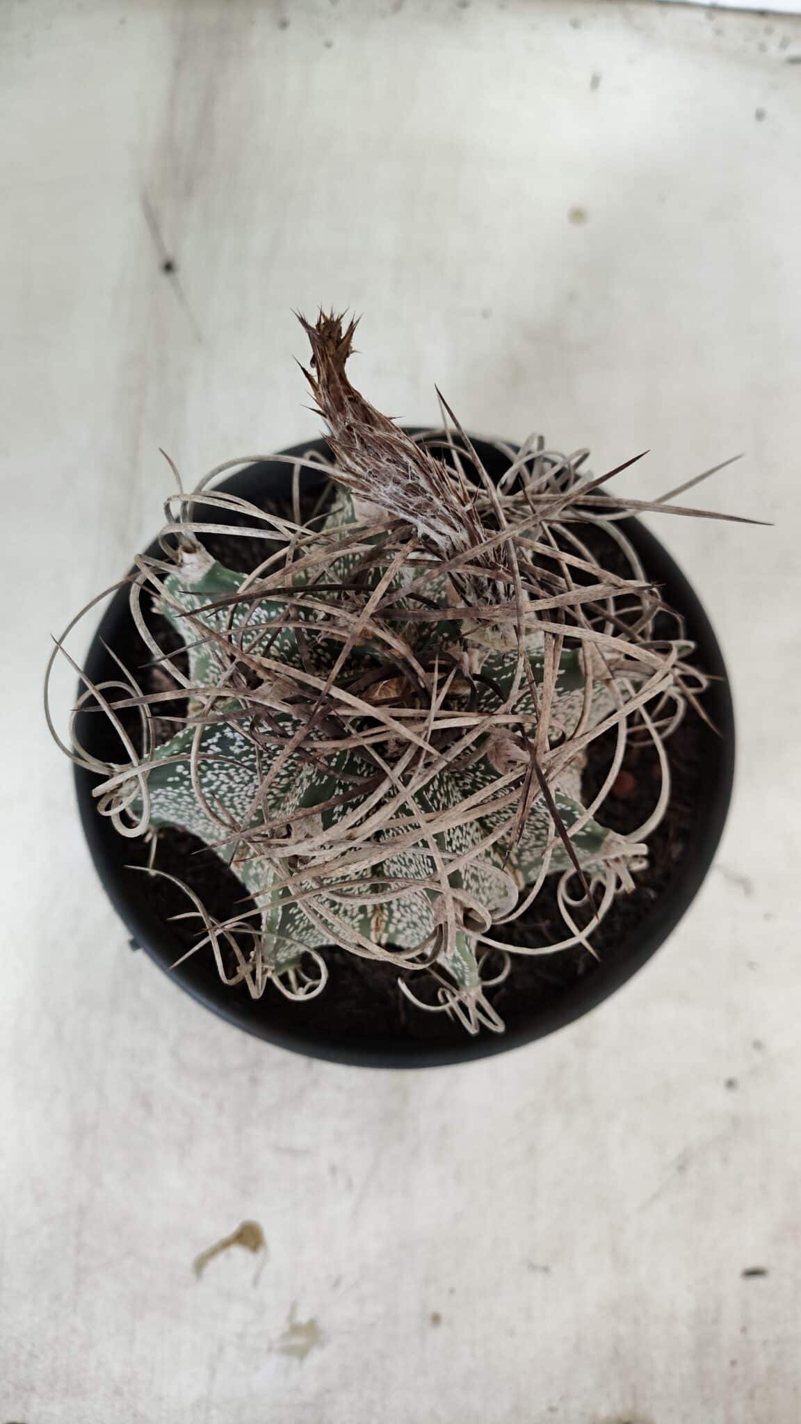 ASTROPHYTUM CAPRICÓRNIO Nº 602 – vaso 15