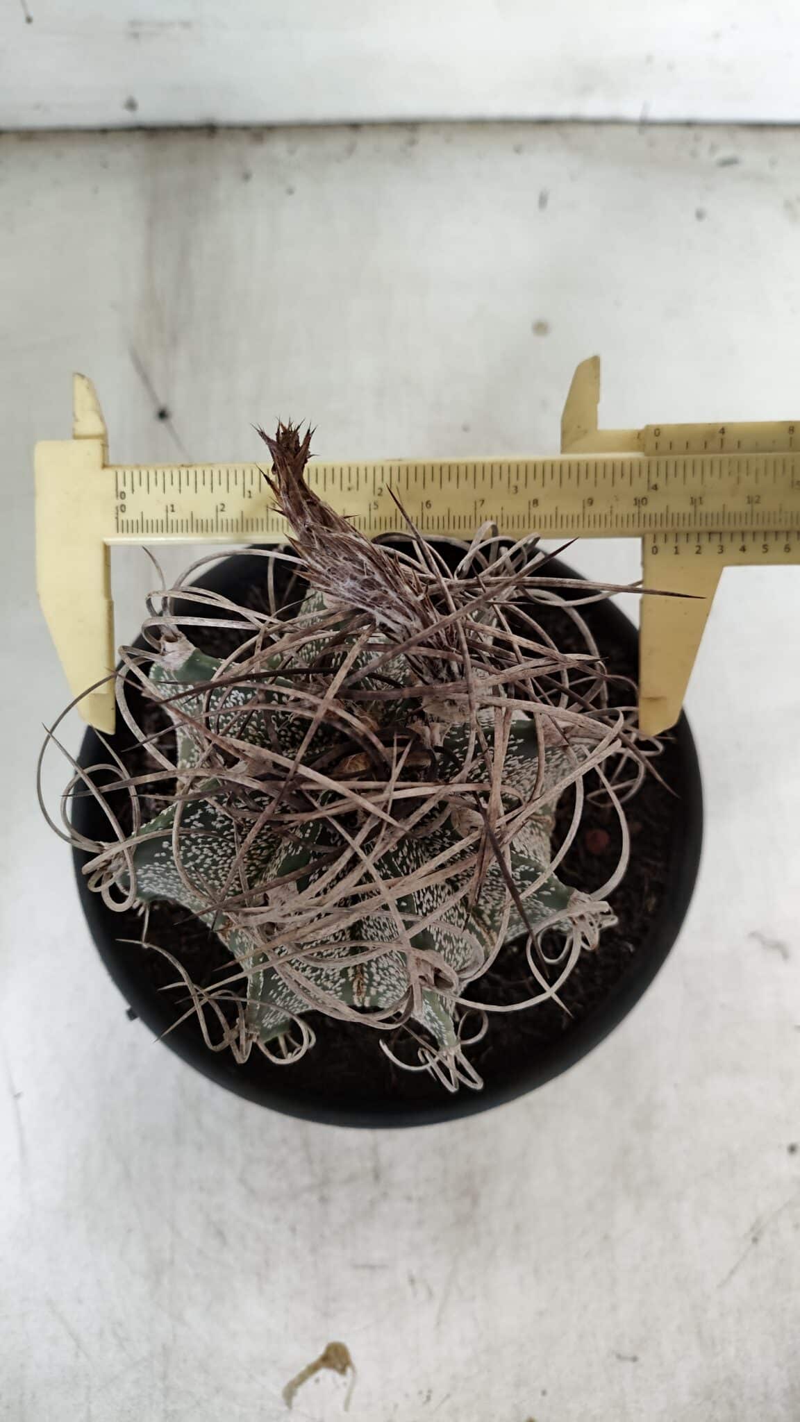 ASTROPHYTUM CAPRICÓRNIO Nº 602 – vaso 15