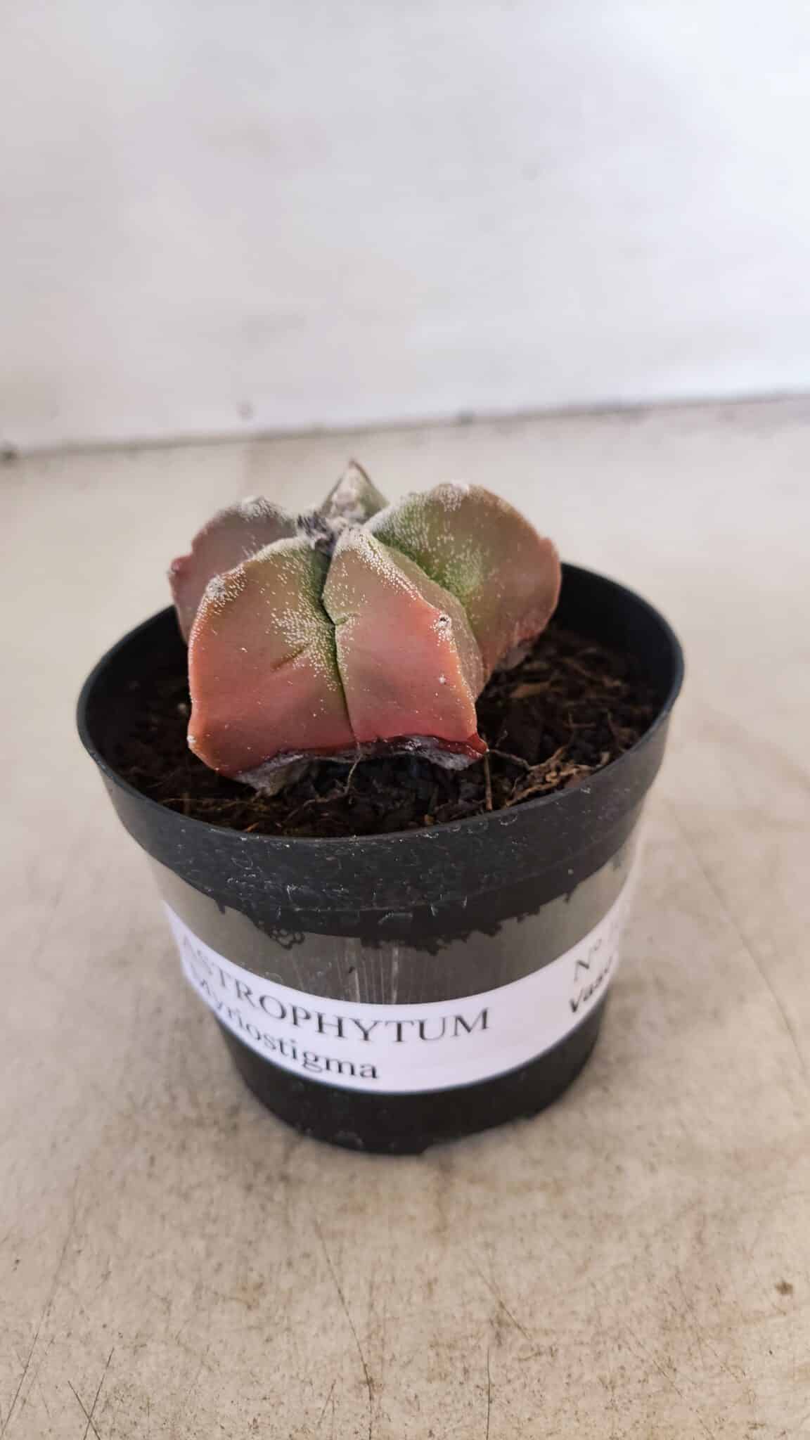 ASTROPHYTUM MYRIOSTIGMA Nº 1050 – vaso 09