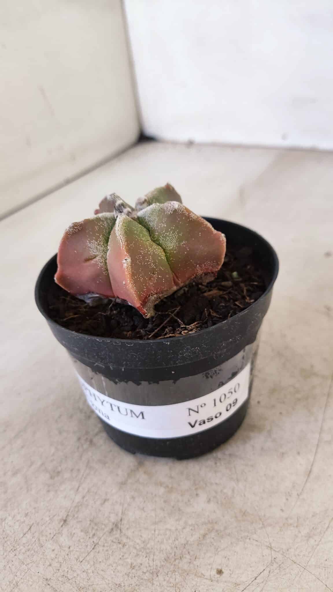 ASTROPHYTUM MYRIOSTIGMA Nº 1050 – vaso 09