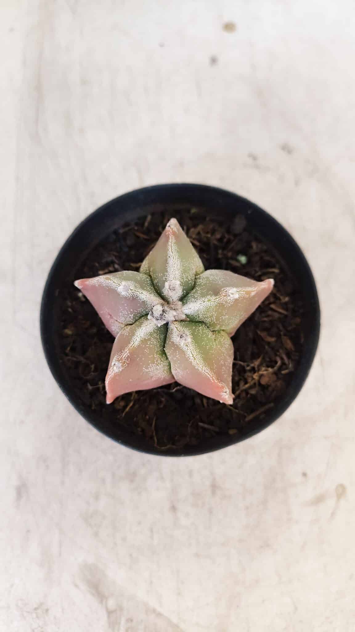ASTROPHYTUM MYRIOSTIGMA Nº 1050 – vaso 09
