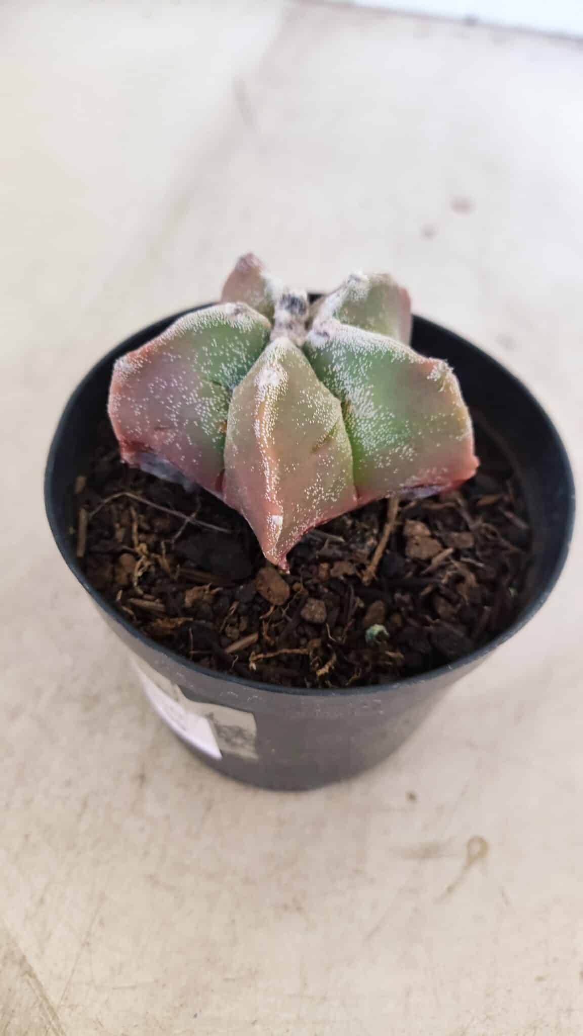 ASTROPHYTUM MYRIOSTIGMA Nº 1050 – vaso 09