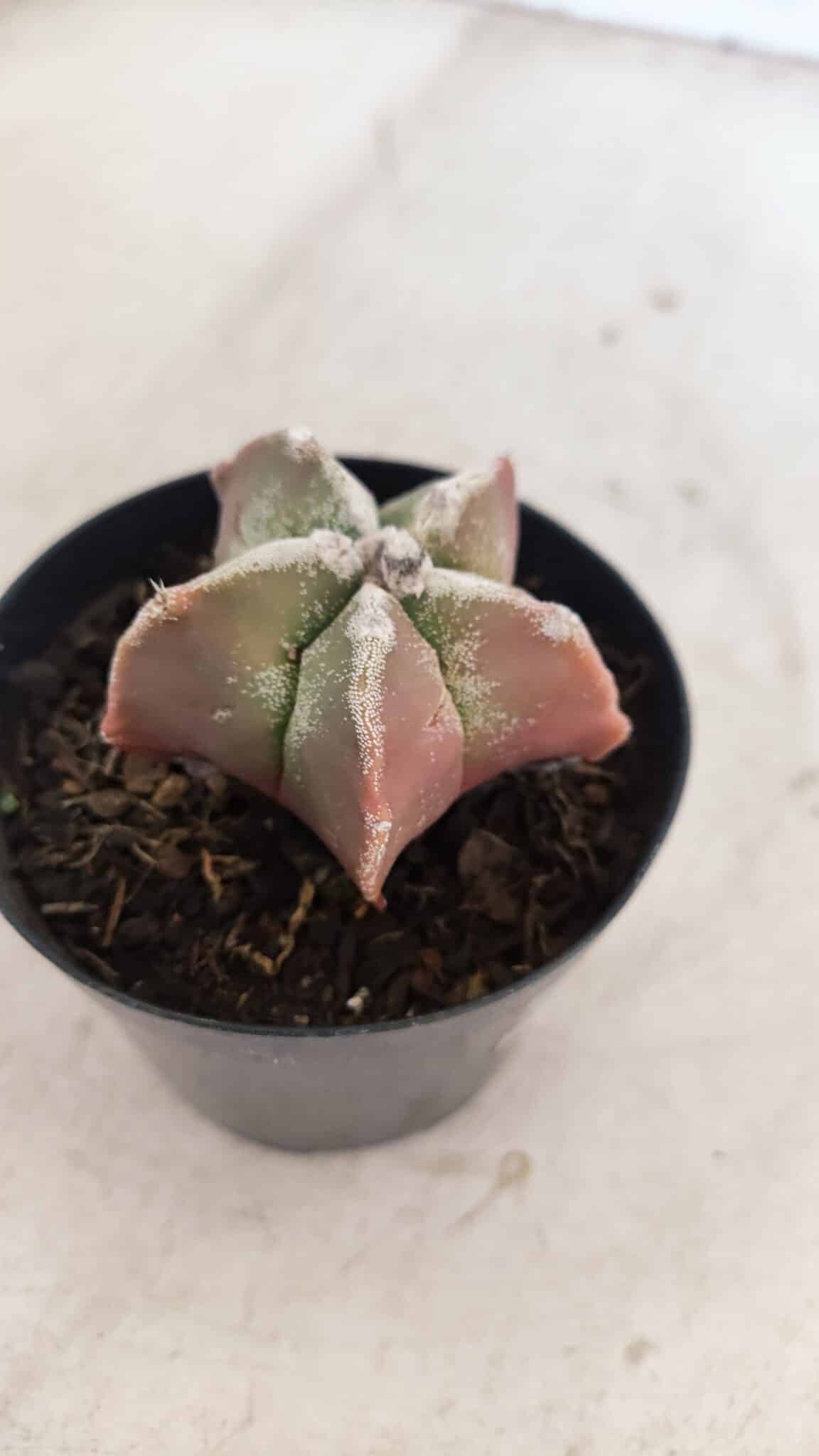 ASTROPHYTUM MYRIOSTIGMA Nº 1050 – vaso 09