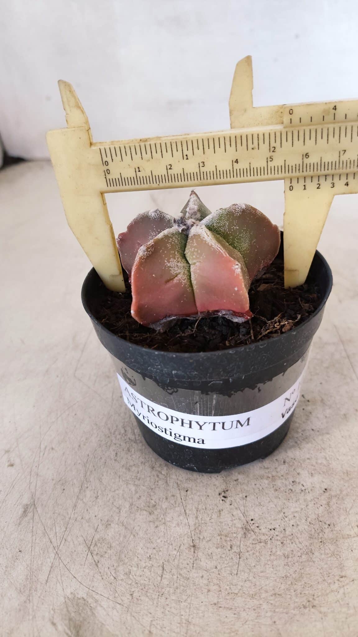 ASTROPHYTUM MYRIOSTIGMA Nº 1050 – vaso 09