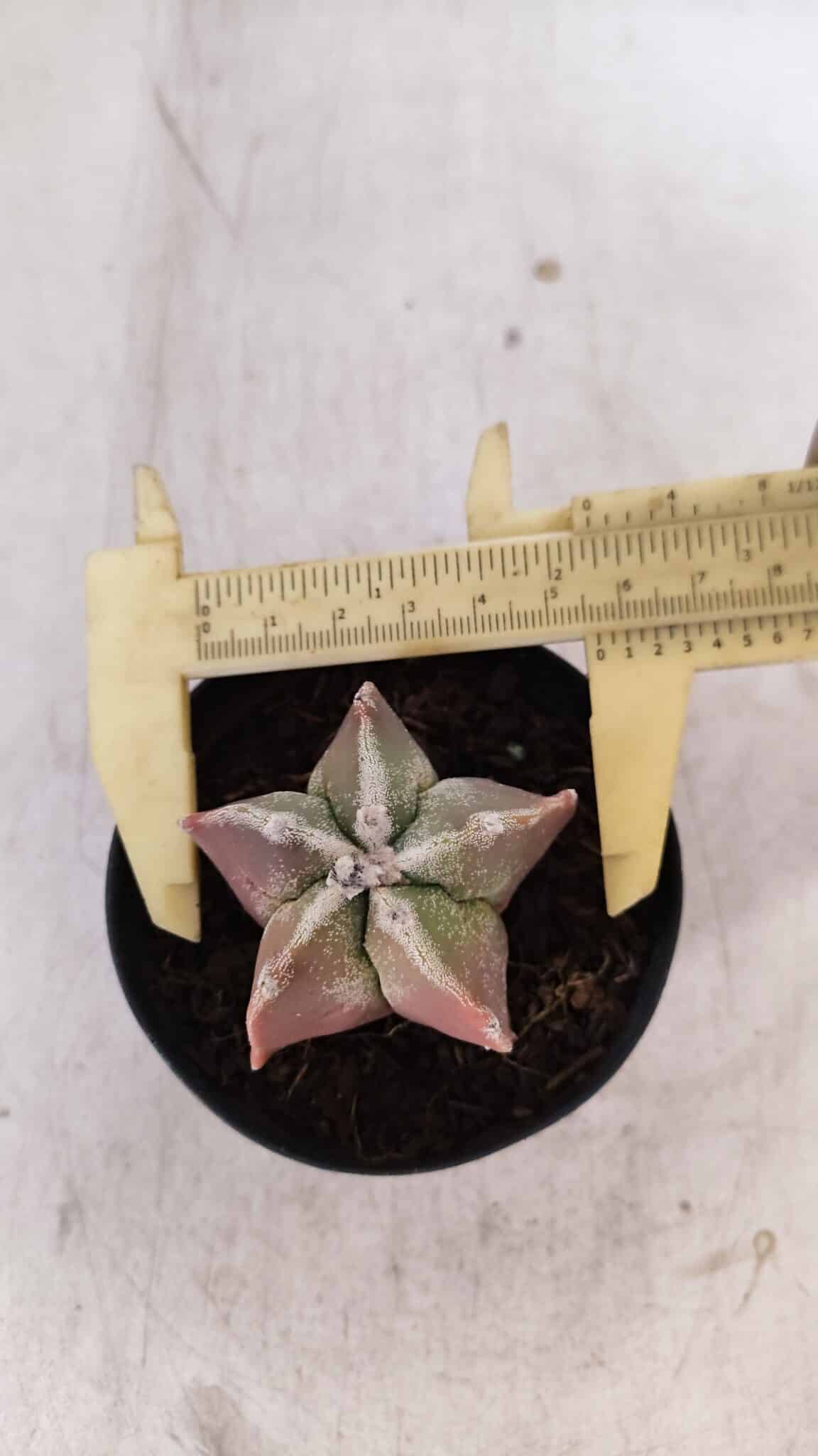ASTROPHYTUM MYRIOSTIGMA Nº 1050 – vaso 09