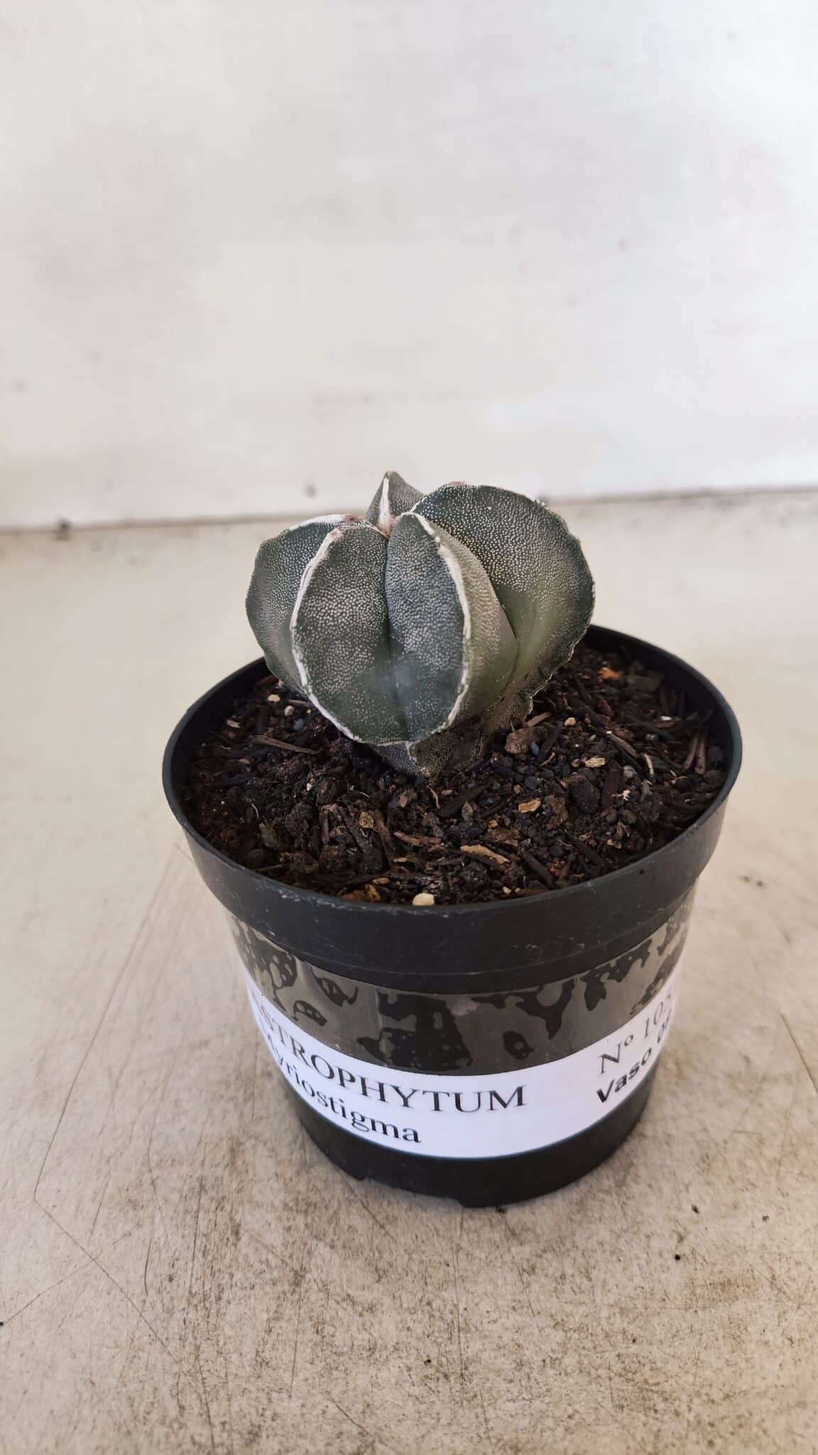 ASTROPHYTUM MYRIOSTIGMA Nº 1051 – vaso 09