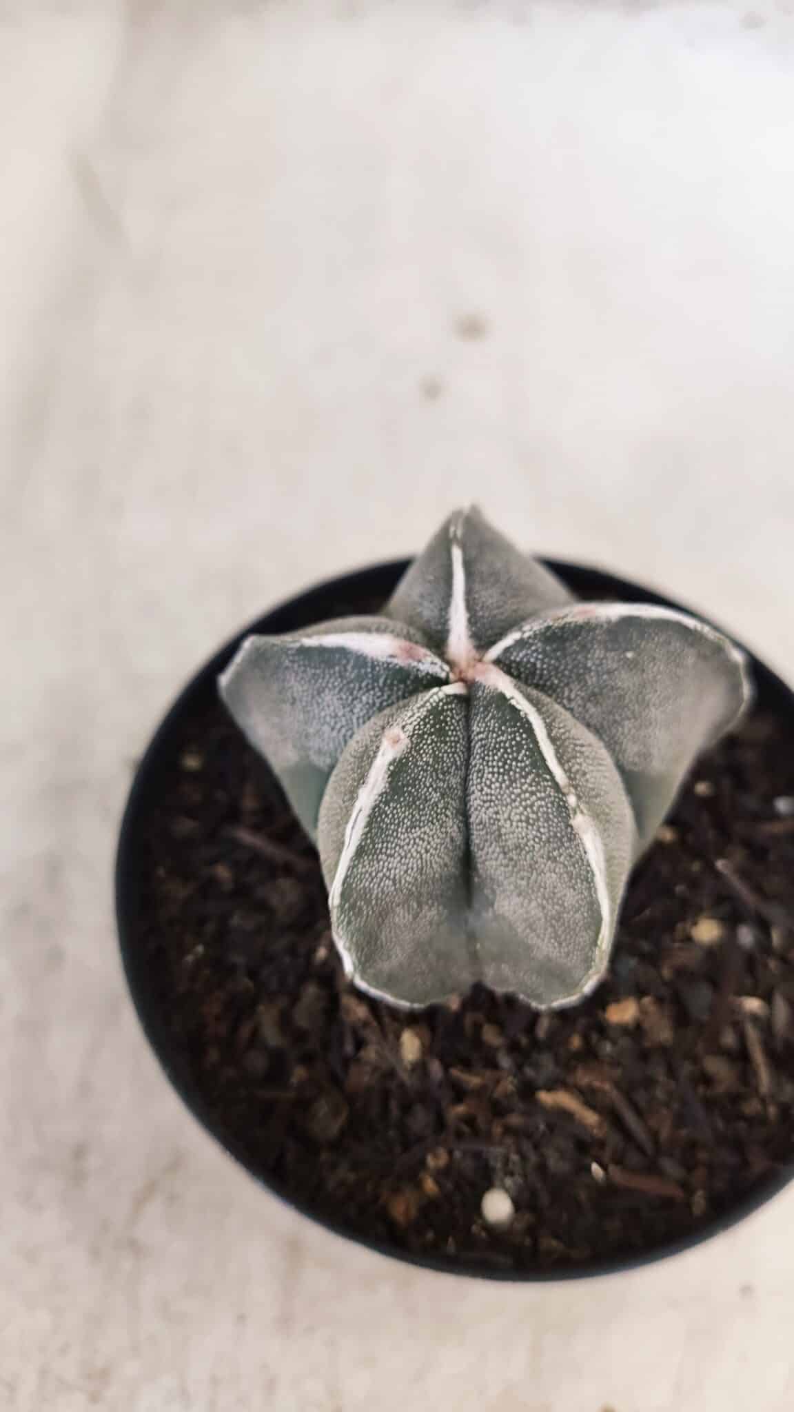 ASTROPHYTUM MYRIOSTIGMA Nº 1051 – vaso 09