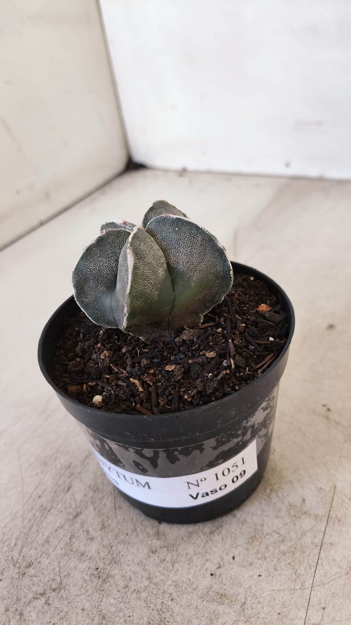 ASTROPHYTUM MYRIOSTIGMA Nº 1051 – vaso 09