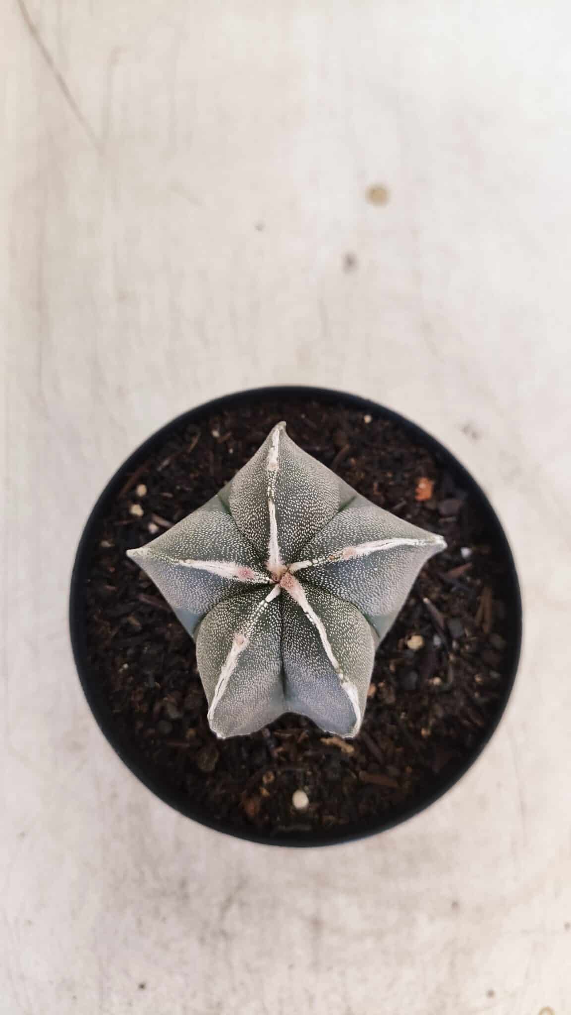 ASTROPHYTUM MYRIOSTIGMA Nº 1051 – vaso 09