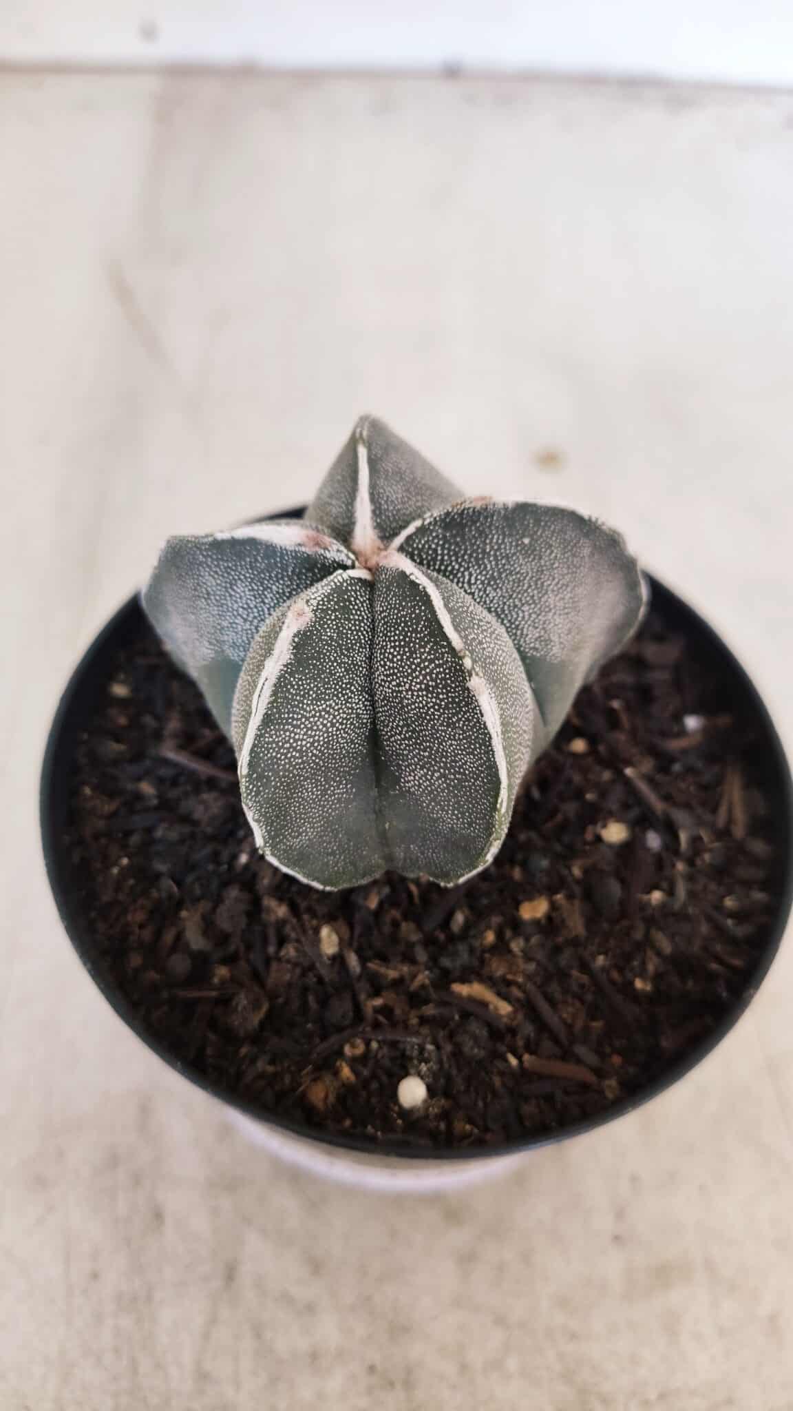 ASTROPHYTUM MYRIOSTIGMA Nº 1051 – vaso 09