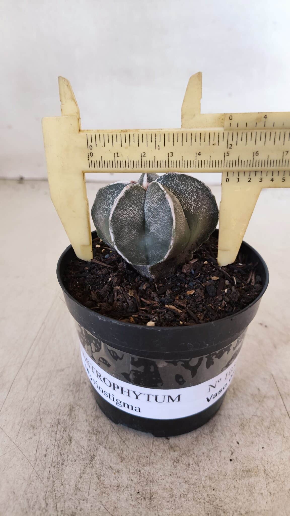 ASTROPHYTUM MYRIOSTIGMA Nº 1051 – vaso 09