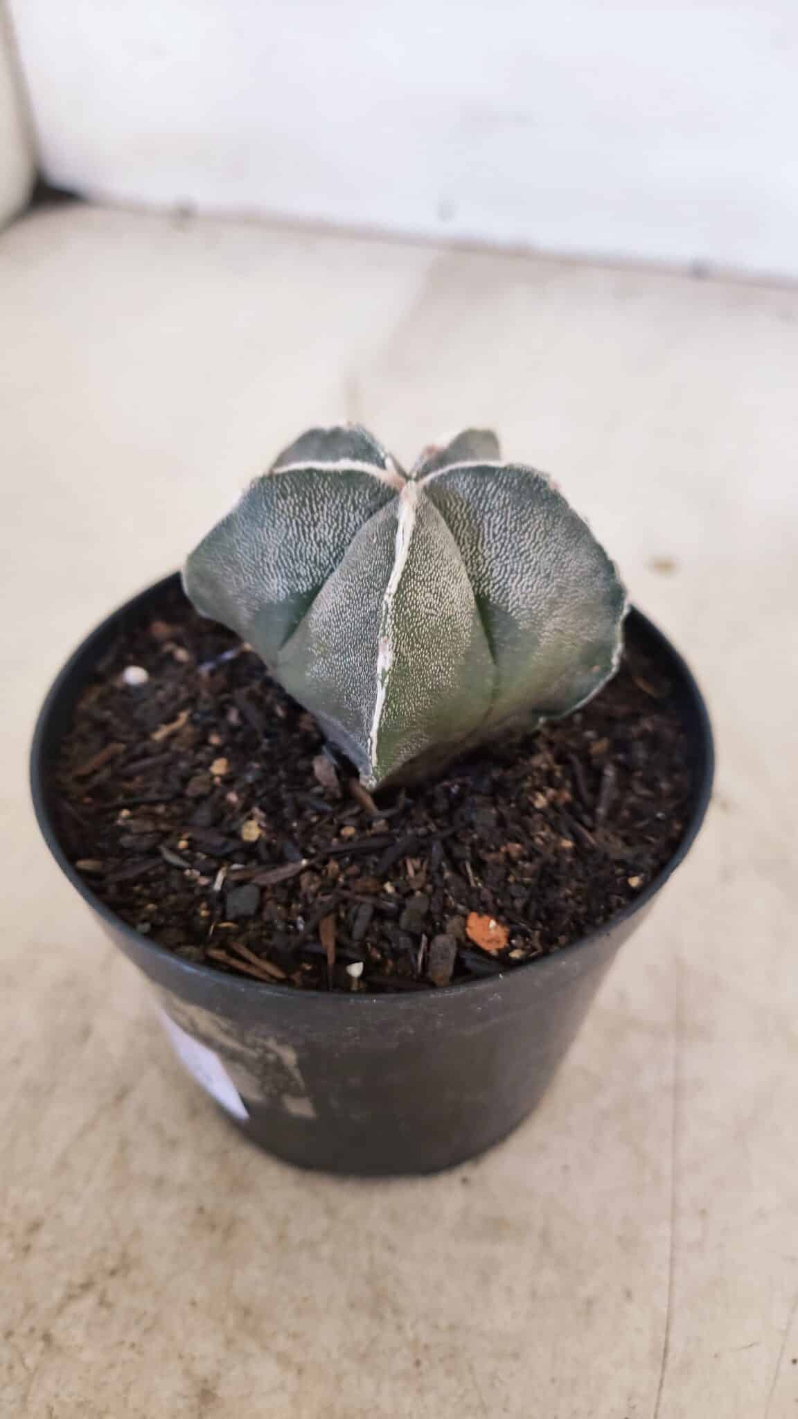 ASTROPHYTUM MYRIOSTIGMA Nº 1051 – vaso 09