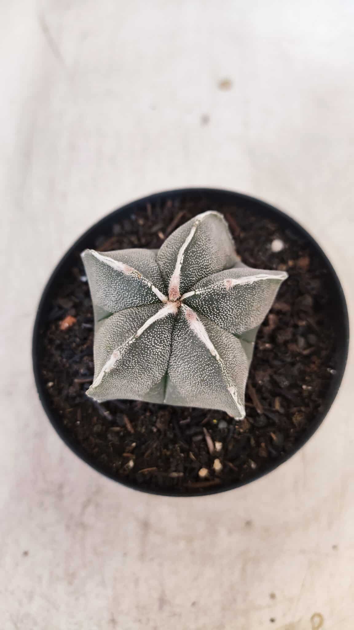 ASTROPHYTUM MYRIOSTIGMA Nº 1051 – vaso 09