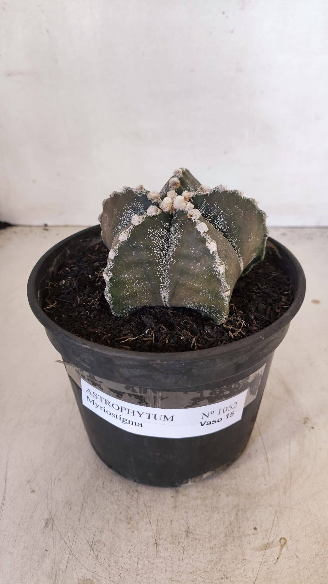 ASTROPHYTUM MYRIOSTIGMA Nº 1052 – vaso 15
