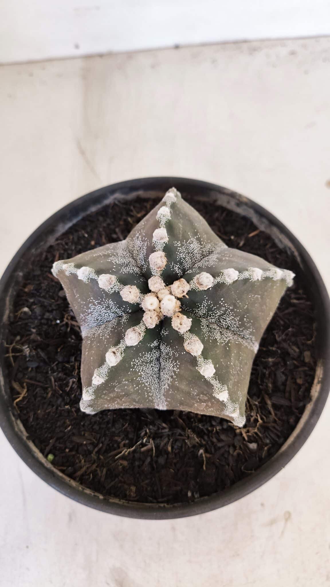 ASTROPHYTUM MYRIOSTIGMA Nº 1052 – vaso 15