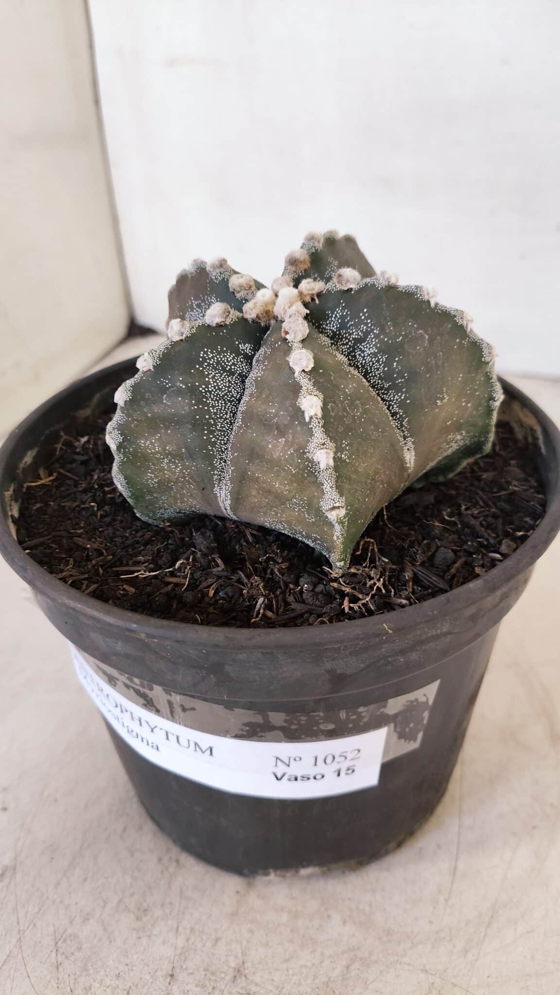 ASTROPHYTUM MYRIOSTIGMA Nº 1052 – vaso 15
