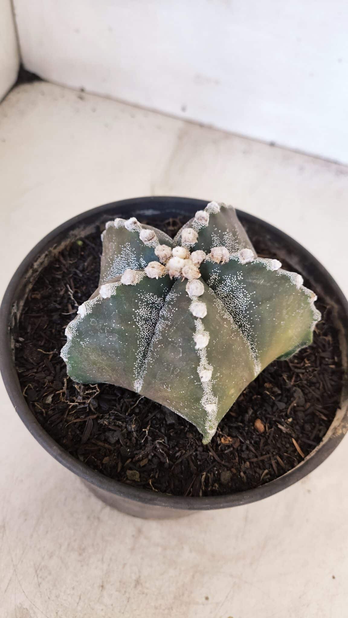 ASTROPHYTUM MYRIOSTIGMA Nº 1052 – vaso 15