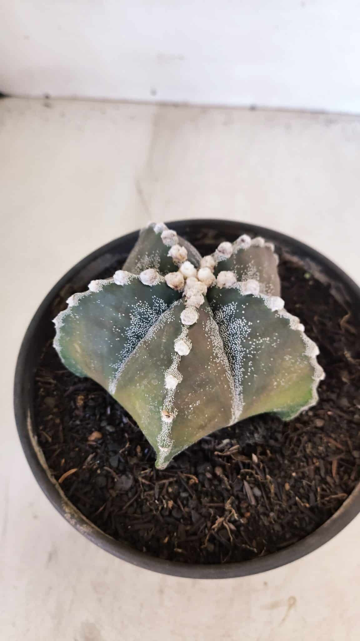 ASTROPHYTUM MYRIOSTIGMA Nº 1052 – vaso 15