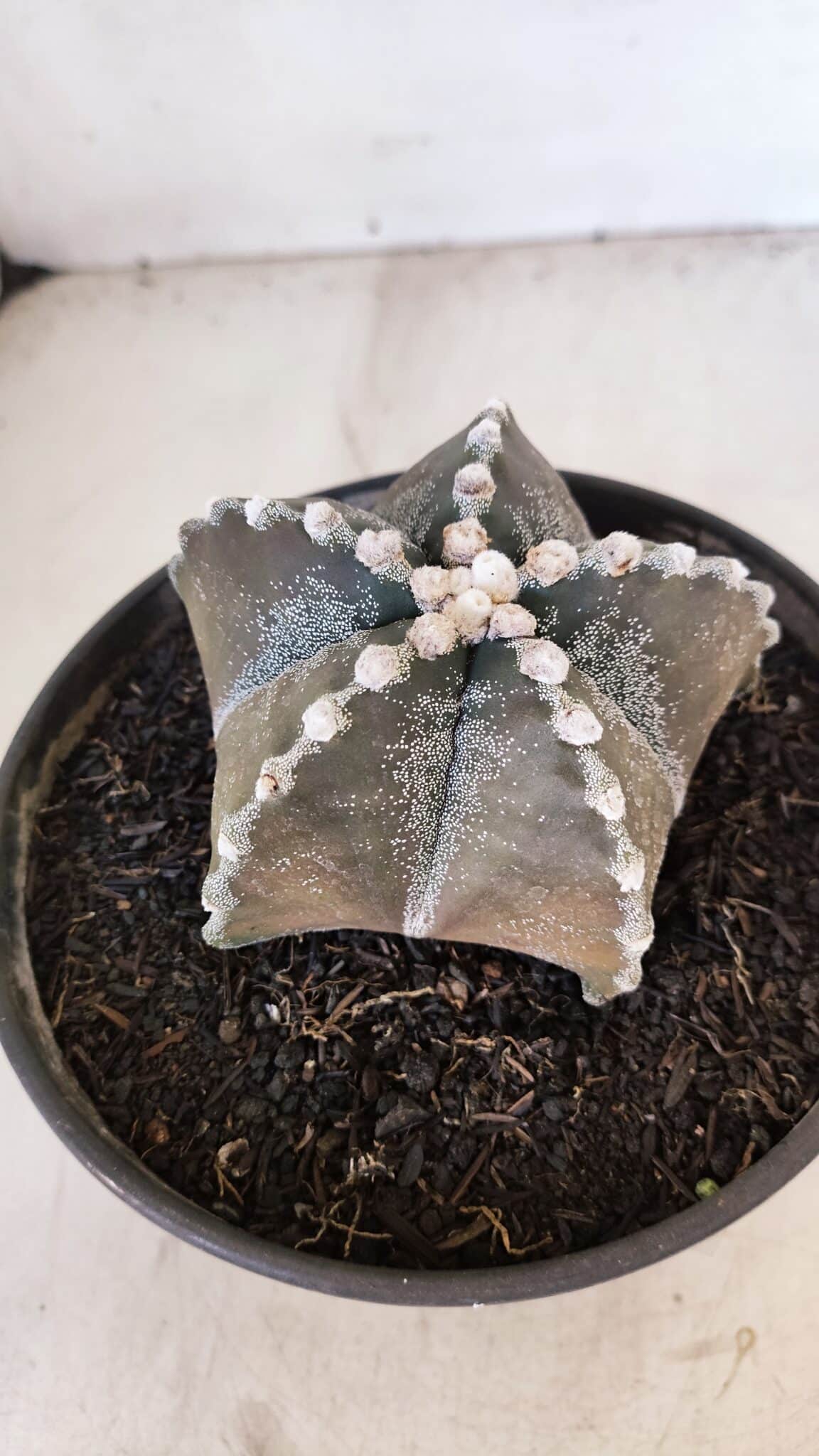 ASTROPHYTUM MYRIOSTIGMA Nº 1052 – vaso 15