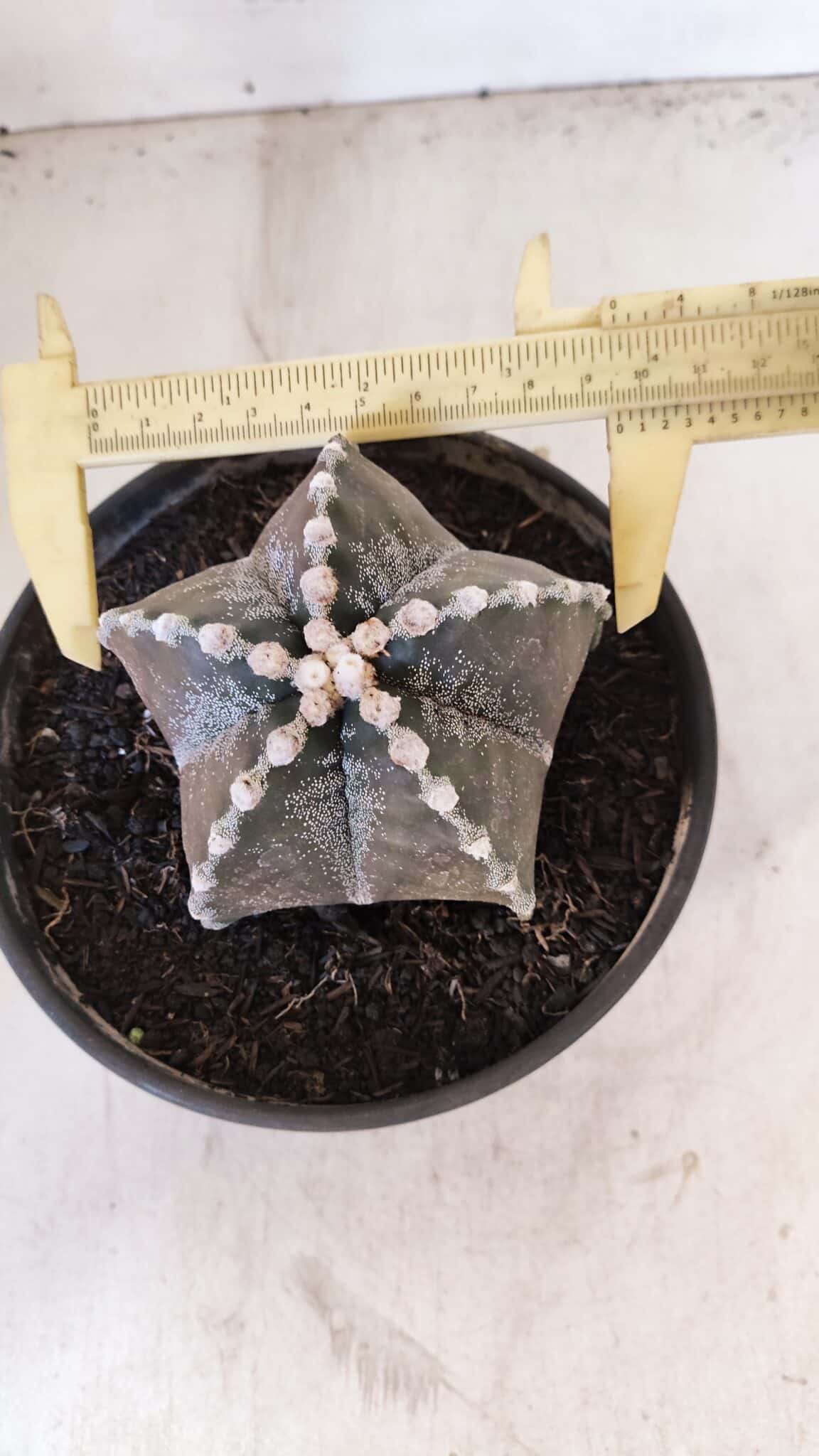 ASTROPHYTUM MYRIOSTIGMA Nº 1052 – vaso 15