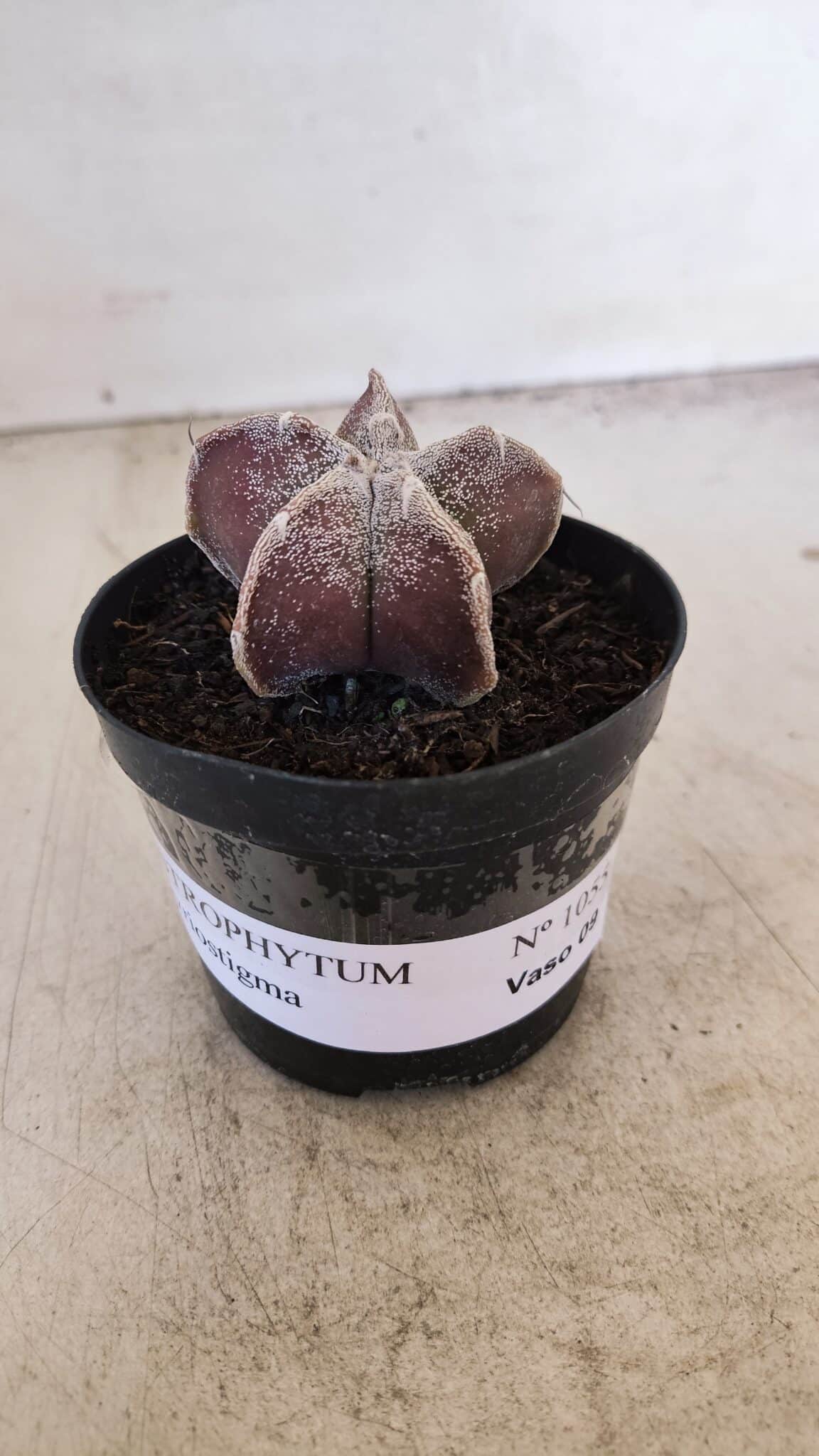 ASTROPHYTUM MYRIOSTIGMA Nº 1055 – vaso 09