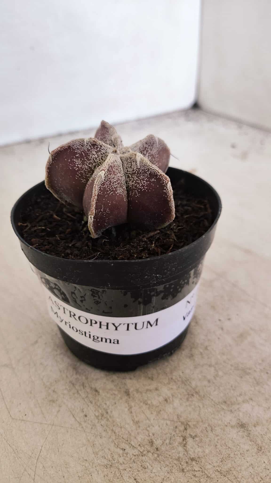 ASTROPHYTUM MYRIOSTIGMA Nº 1055 – vaso 09