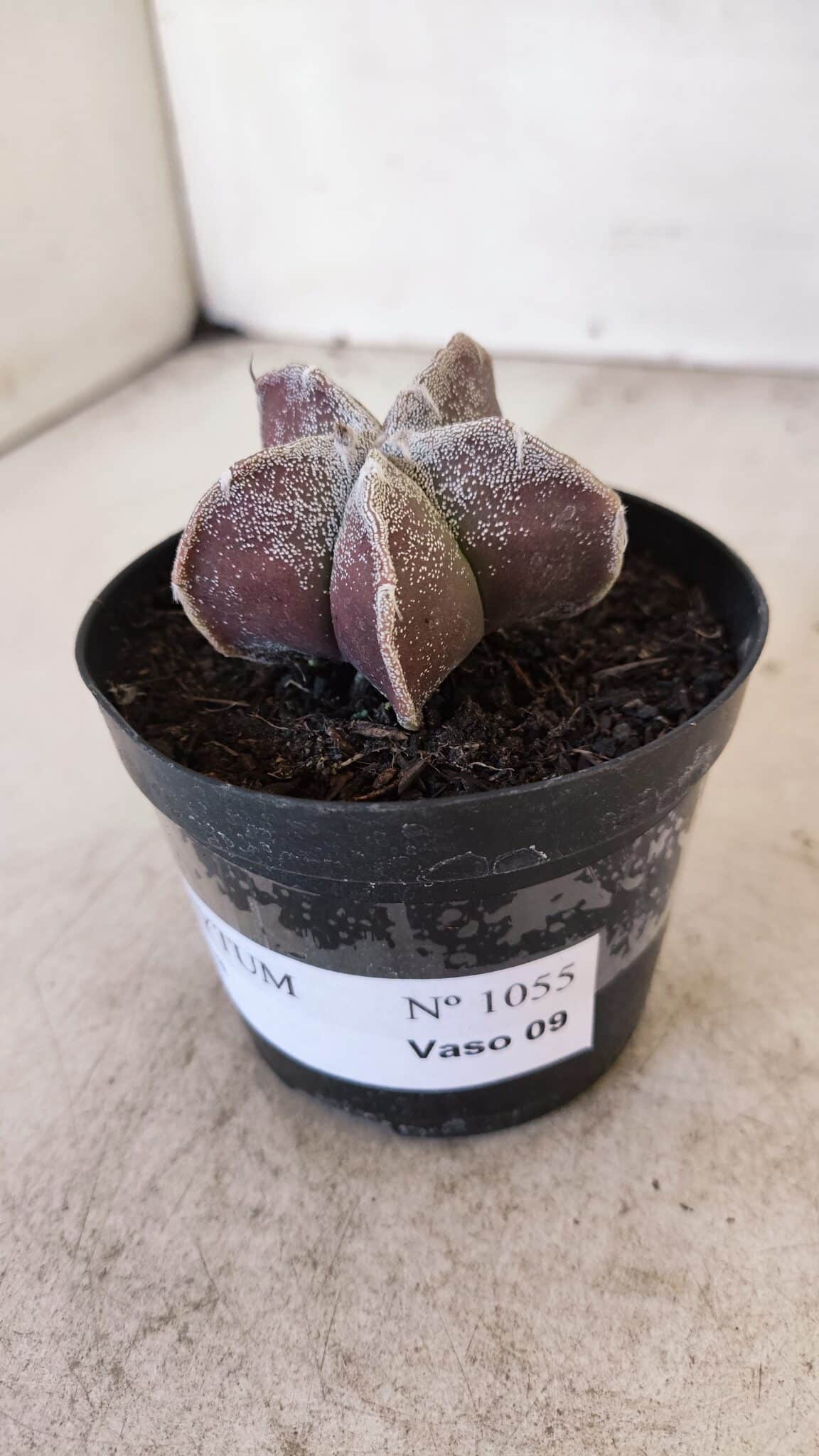 ASTROPHYTUM MYRIOSTIGMA Nº 1055 – vaso 09