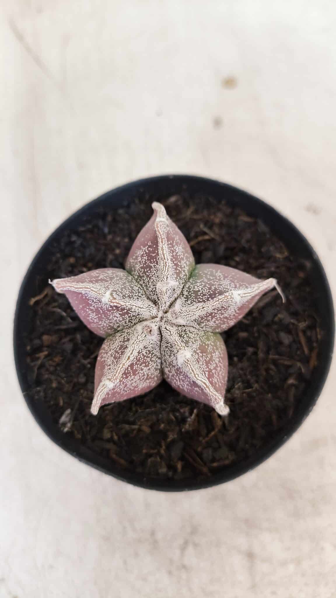 ASTROPHYTUM MYRIOSTIGMA Nº 1055 – vaso 09