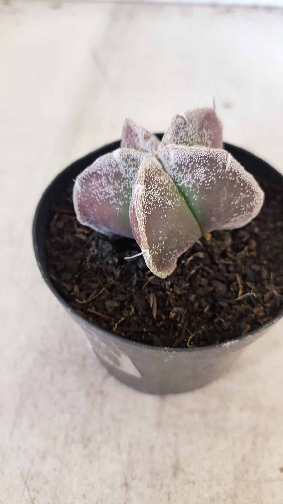ASTROPHYTUM MYRIOSTIGMA Nº 1055 – vaso 09