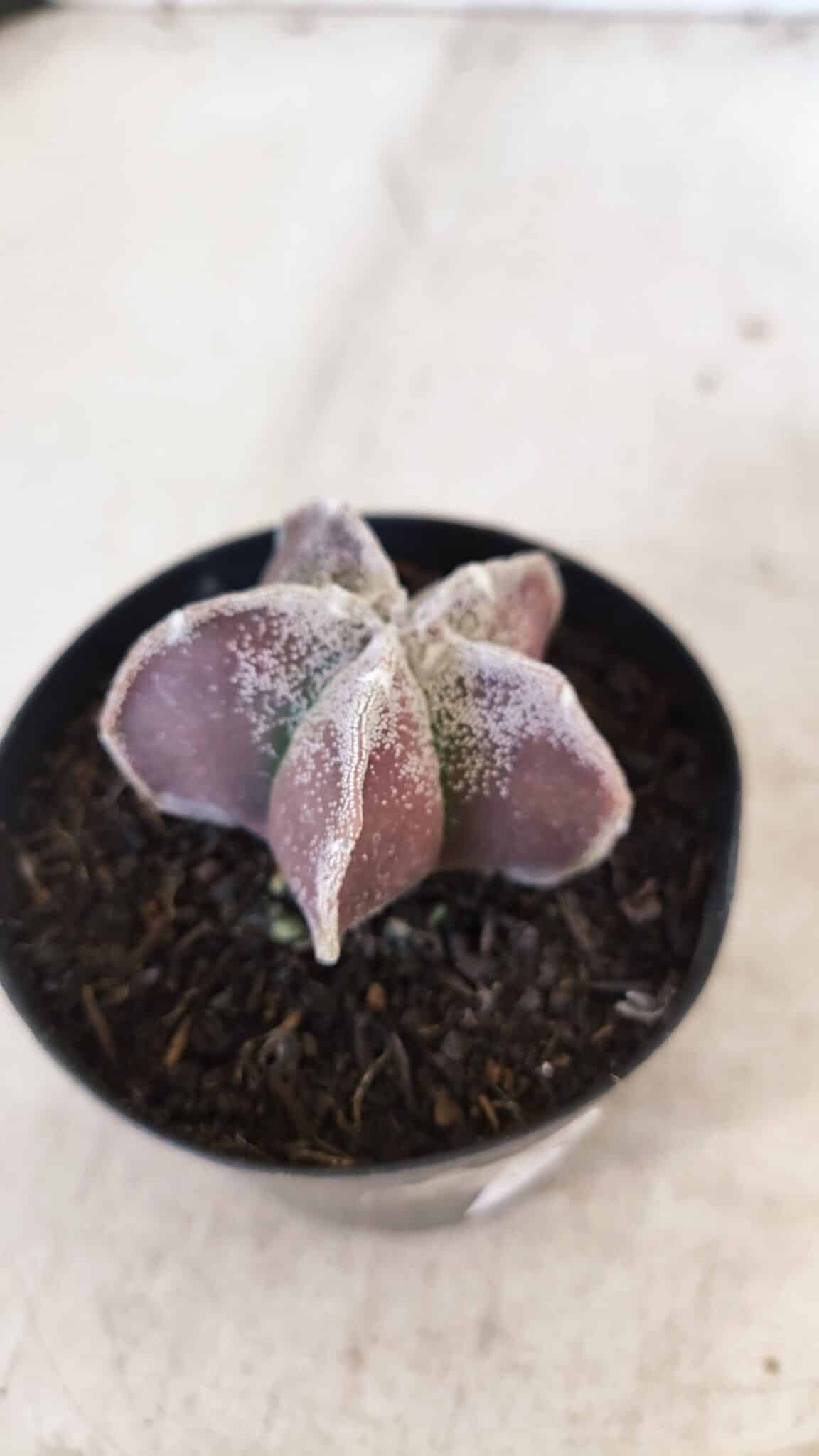 ASTROPHYTUM MYRIOSTIGMA Nº 1055 – vaso 09