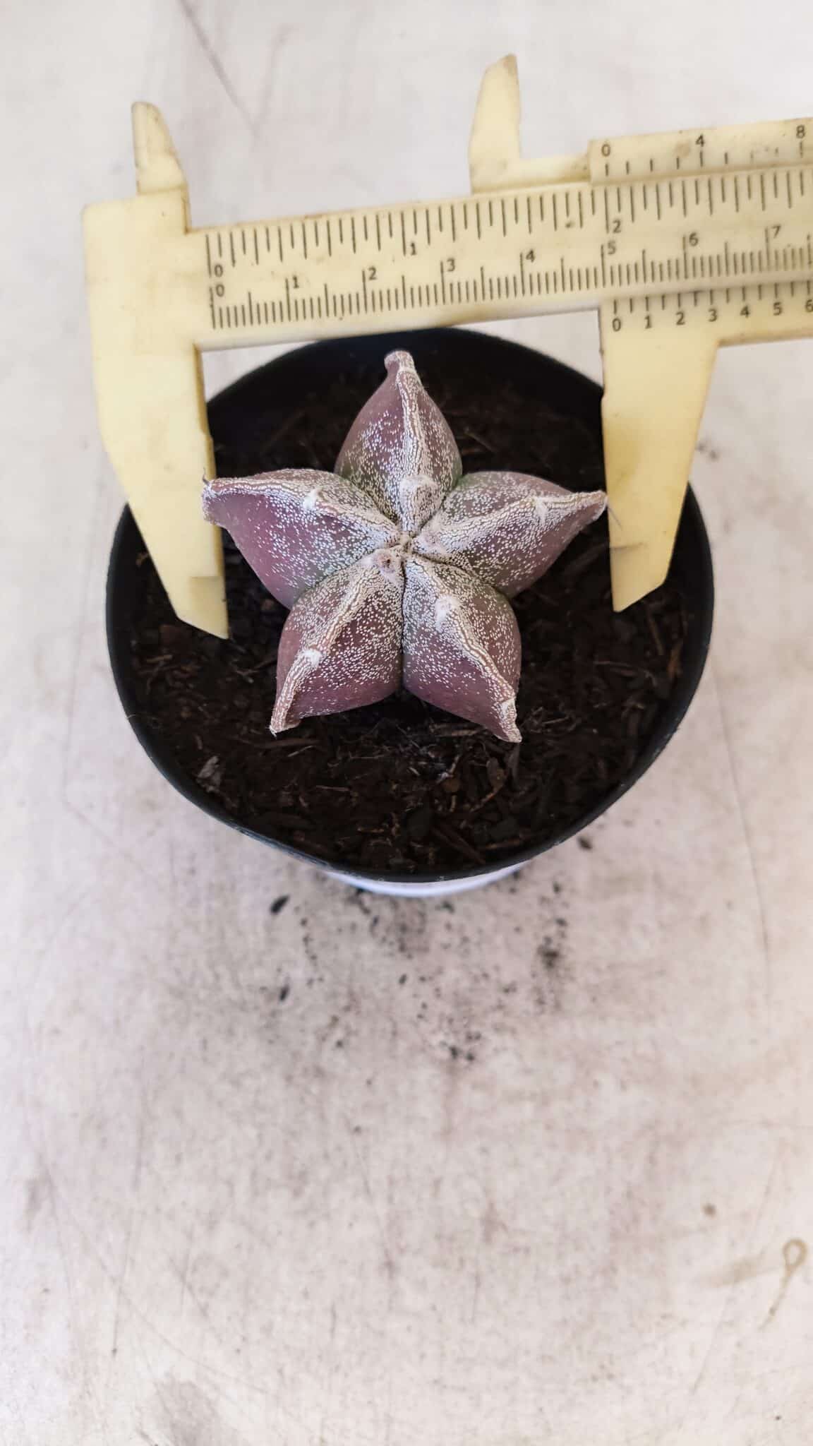ASTROPHYTUM MYRIOSTIGMA Nº 1055 – vaso 09