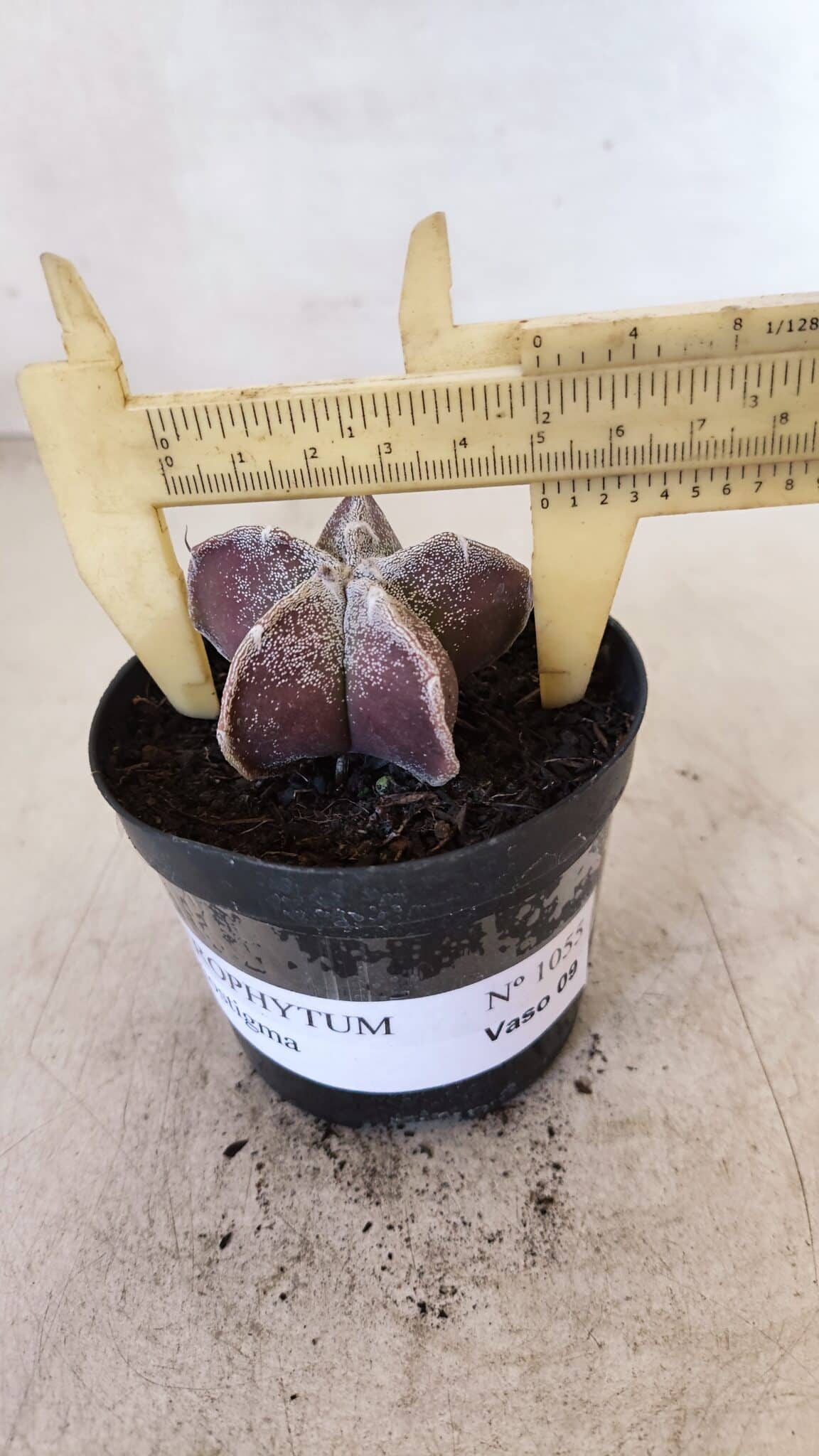 ASTROPHYTUM MYRIOSTIGMA Nº 1055 – vaso 09