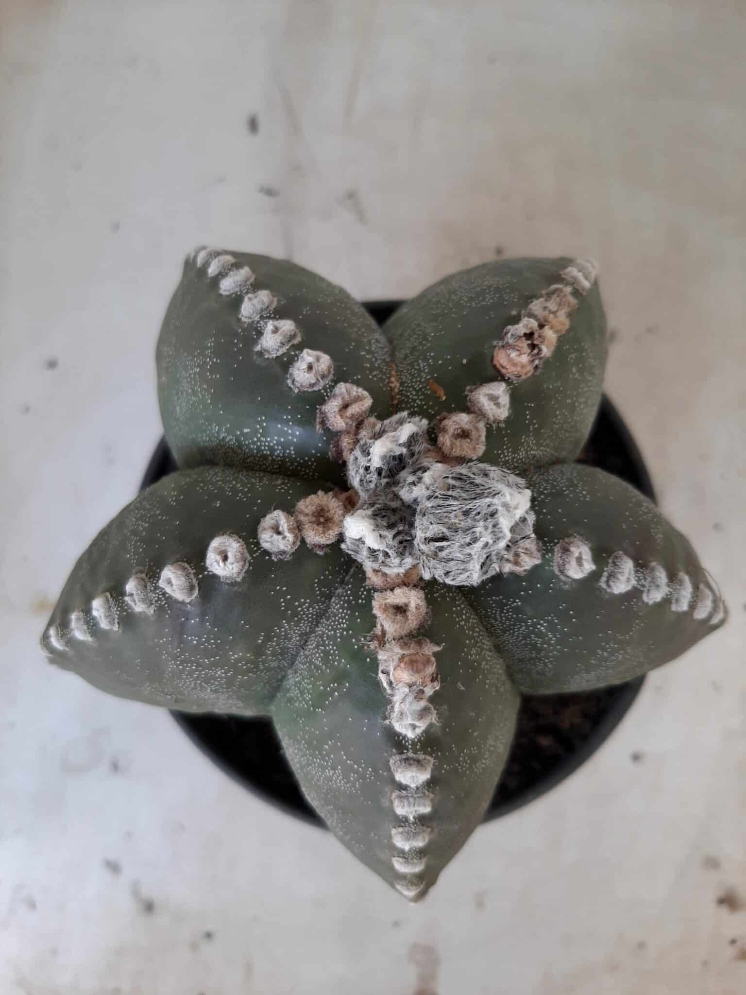 Sementes de cactos ASTROPHYTUM MYRIOSTIGMA - foto 4