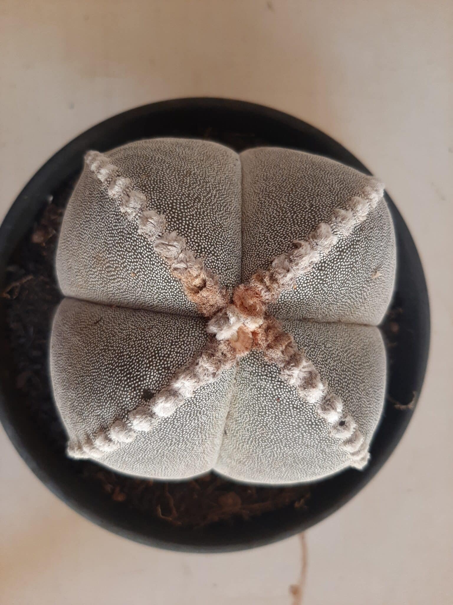 Sementes de cactos ASTROPHYTUM MYRIOSTIGMA - foto 9