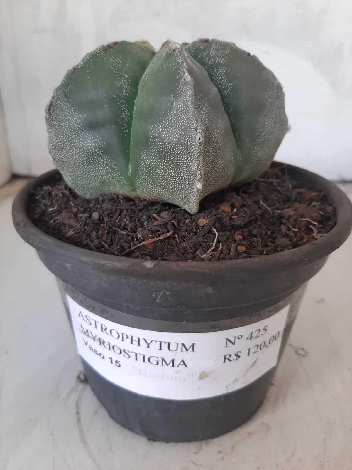 ASTROPHYTUM MYRIOSTIGMA  Nº 425 – vaso 15